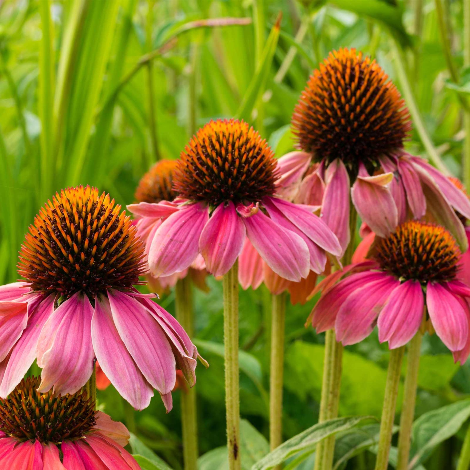 PowWow Wild Berry Echinacea Seeds (Purple Coneflower) - Packet of 10 Seeds - Wildflower - Buy Garden Flower Seeds Online