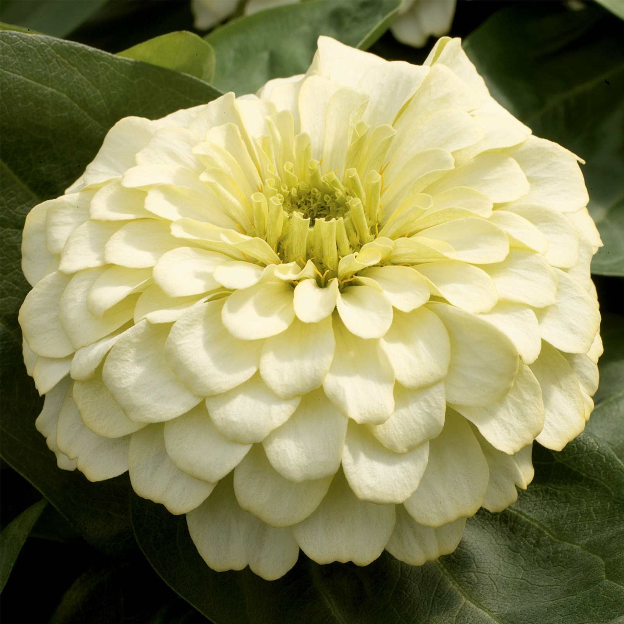 Zinnia - Magellan Series - Ivory - Packet of 10 Seeds - Annual Flower Gardening - Buy Non-GMO Zinnia elegans Farm & Gardening Se