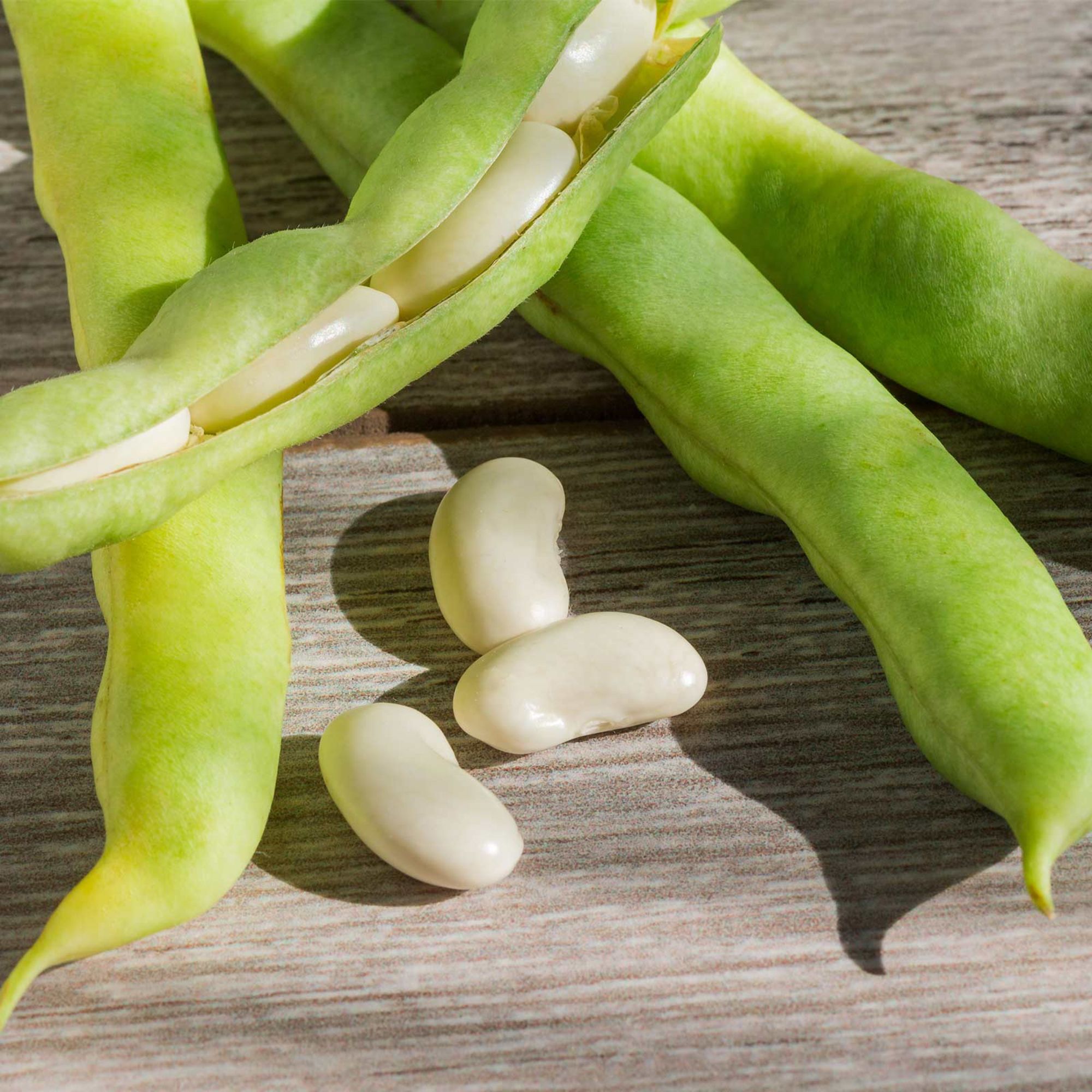 Seeds: Henderson Lima Bean - 25 Lb- Heirloom- Madagascar Rangoon Bean - Buy Non-GMO Phaseolus lunatus Farm & Gardening Seeds Onl