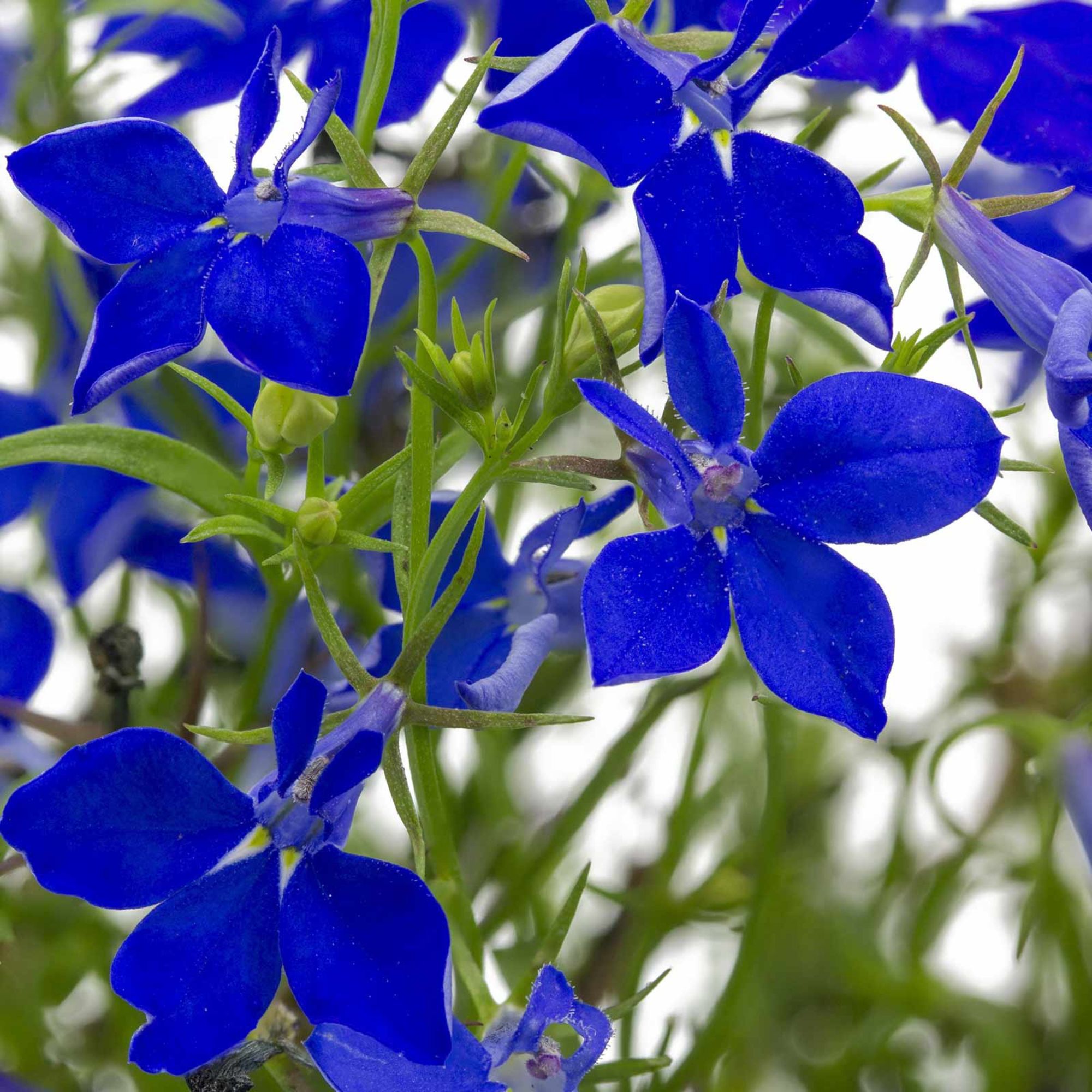 Lobelia Seeds - Regatta Series - Midnight Blue - 500 Multi-Pelleted Seeds - Annual - Buy Flower Garden Seeds Online