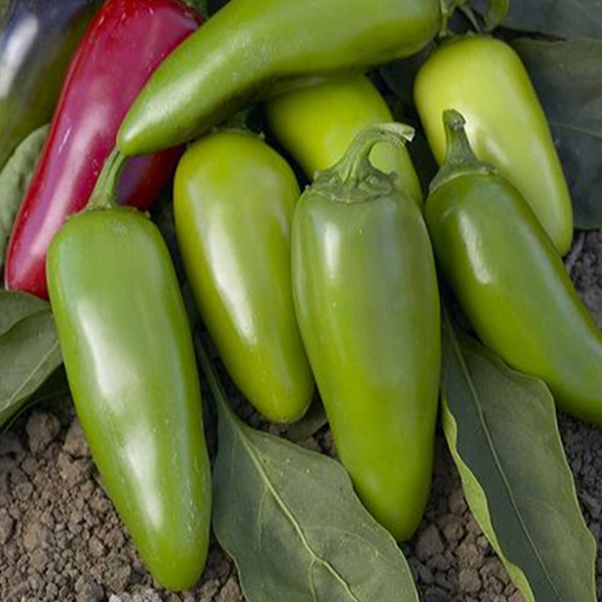 Jalapeno M Hot Pepper -1 g Packet ~125 Seeds- Heirloom Garden - Buy Non-GMO Capsicum annuum Farm & Gardening Seeds Online