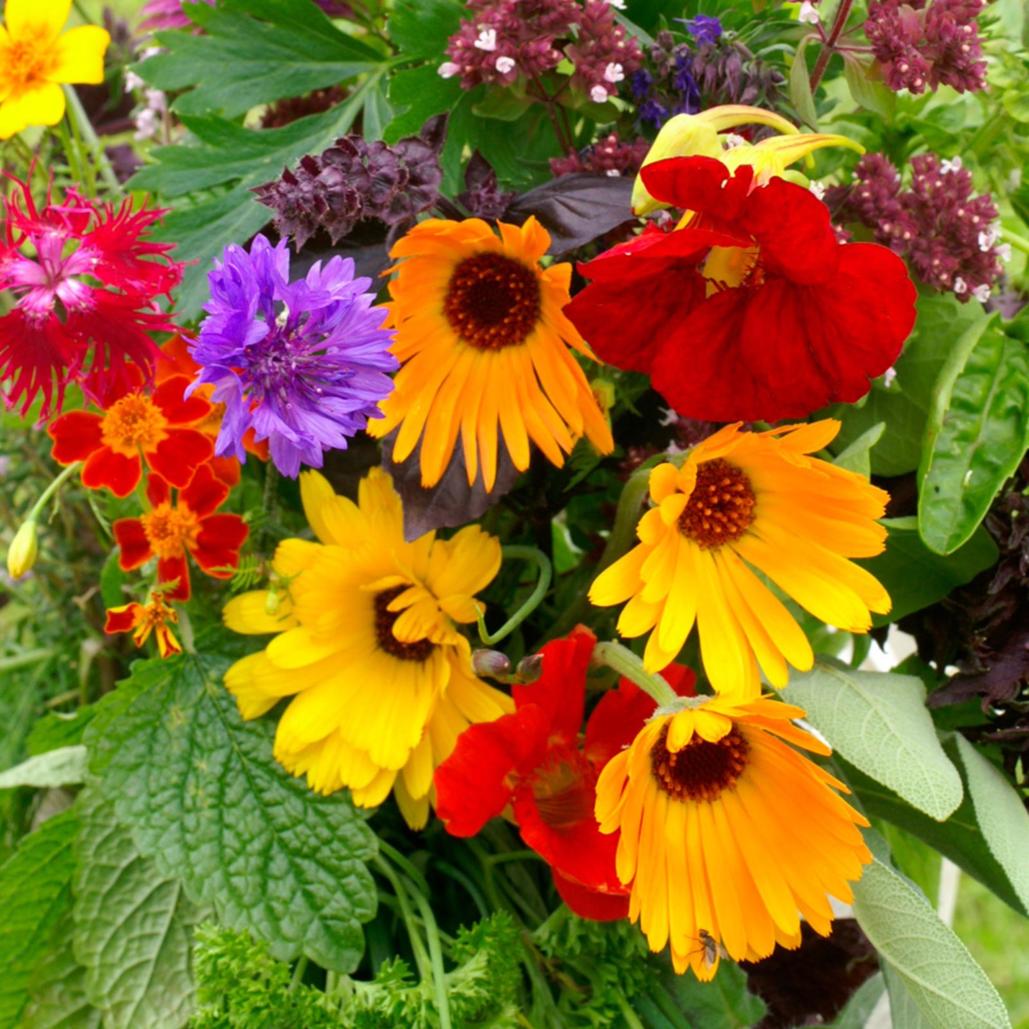 Edible Flowering Herbs Seeds Mix - Basil, Cilantro, Dill & More - Flower & Wildflower Garden Seed Mix - 4 Oz - Marigold, Hyssop,