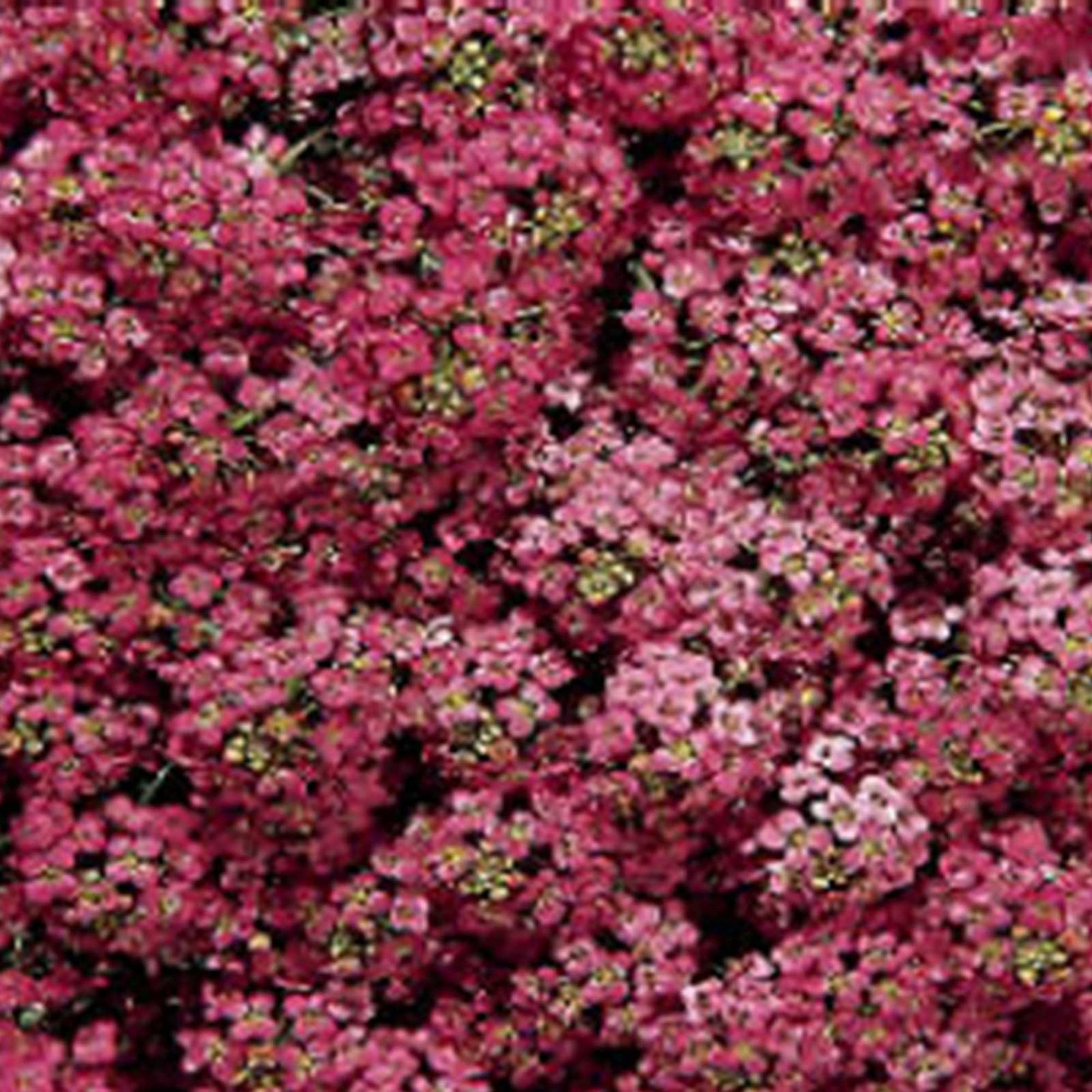 Alyssum Wonderland Series Flower: Deep Rose - Packet ~1000 Seeds - Buy Non-GMO Lobularia maritima Farm & Gardening Seeds Online
