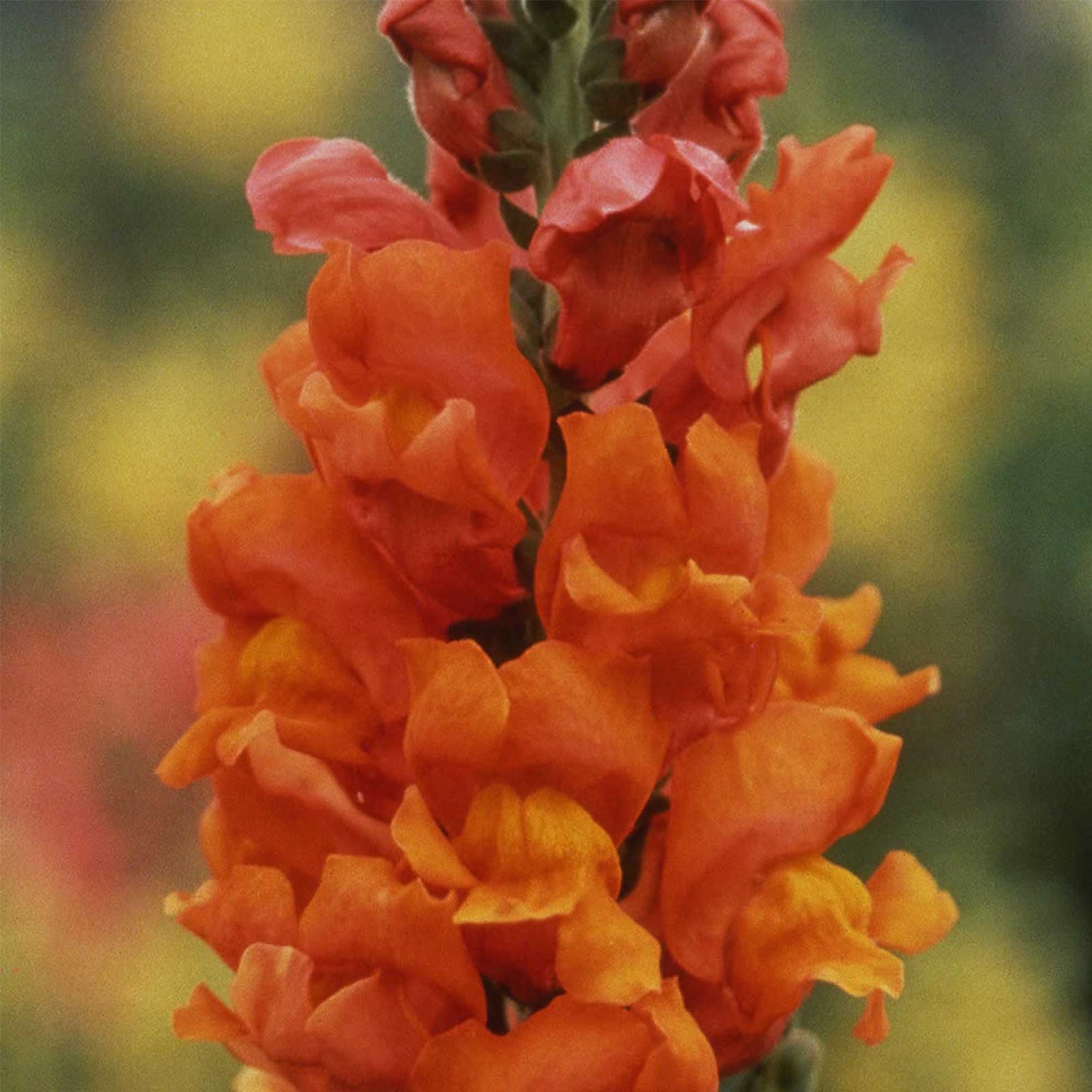 Snapdragon Flower Seeds - Rocket Series - Bronze - Packet of 50 Seeds - Annual - Buy Antirrhinum majus F1 Hybrid Garden Seeds