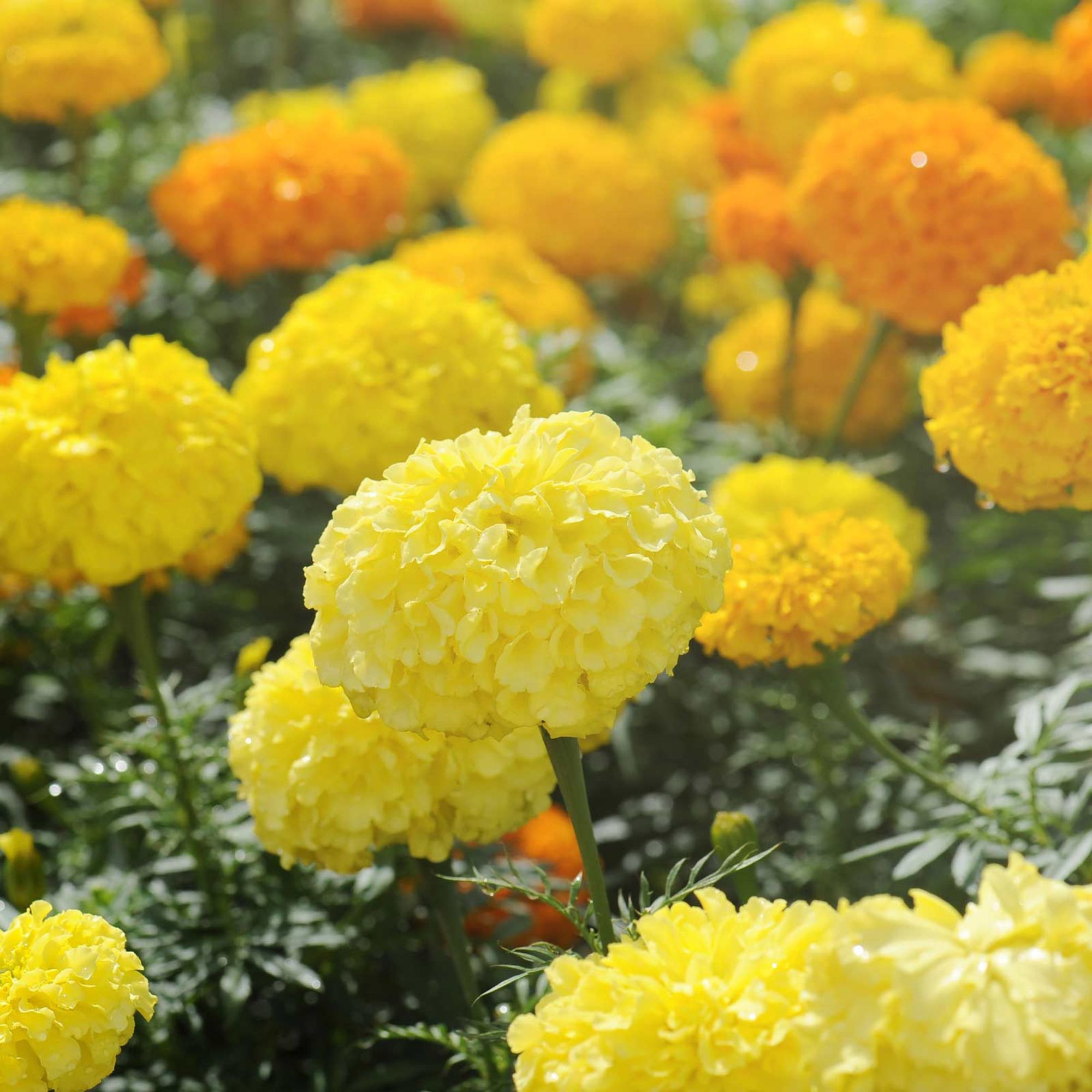 Seed: African Marigold Flower Garden-Cracker Jack Mix-1 Oz-Crackerjack - Buy Non-GMO Tagetes erecta Farm & Gardening Seeds Onlin