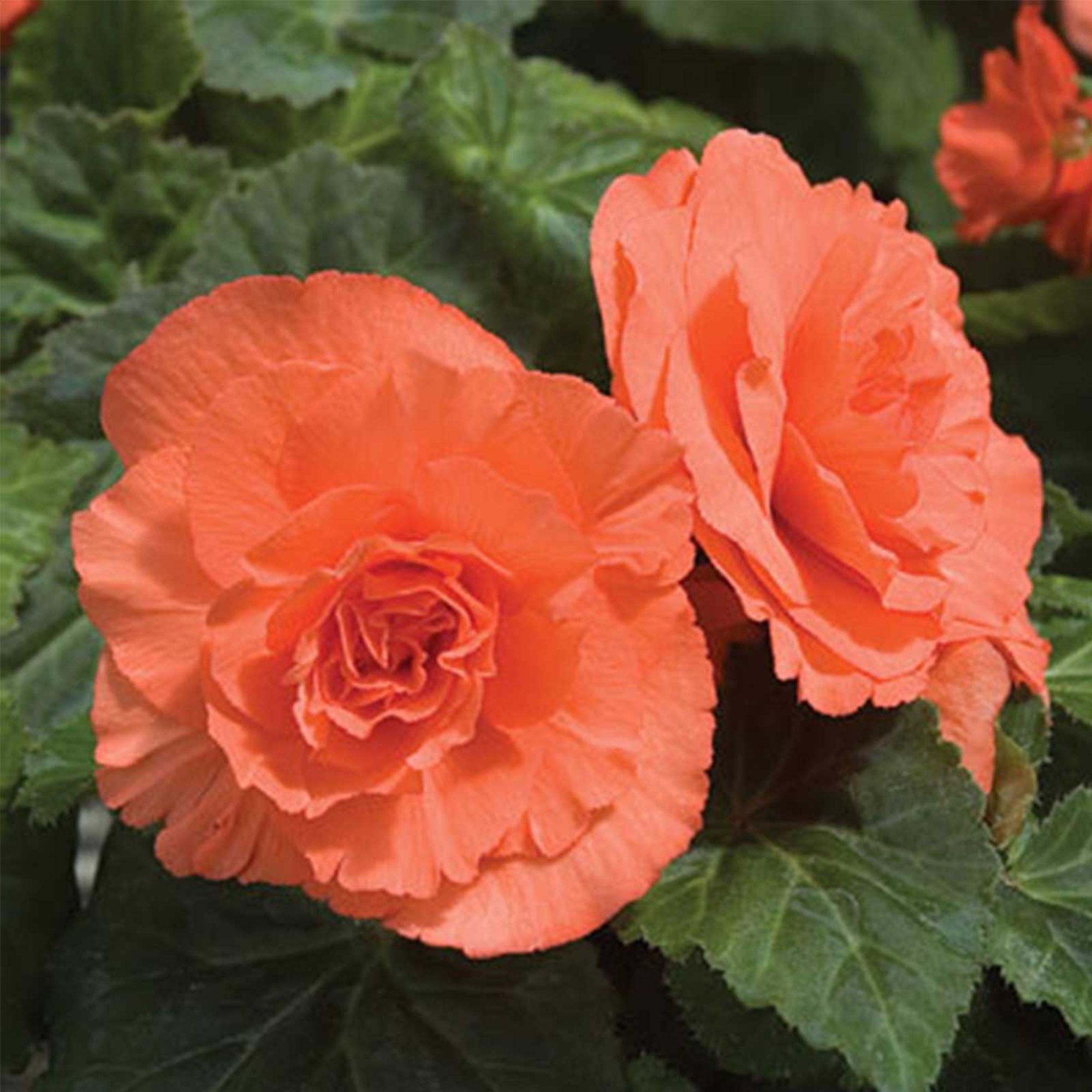 Seeds: Tuberous Begonia - Nonstop Series - Deep Salmon - 500 Pelleted Seeds - Buy Flower Garden Seeds Online