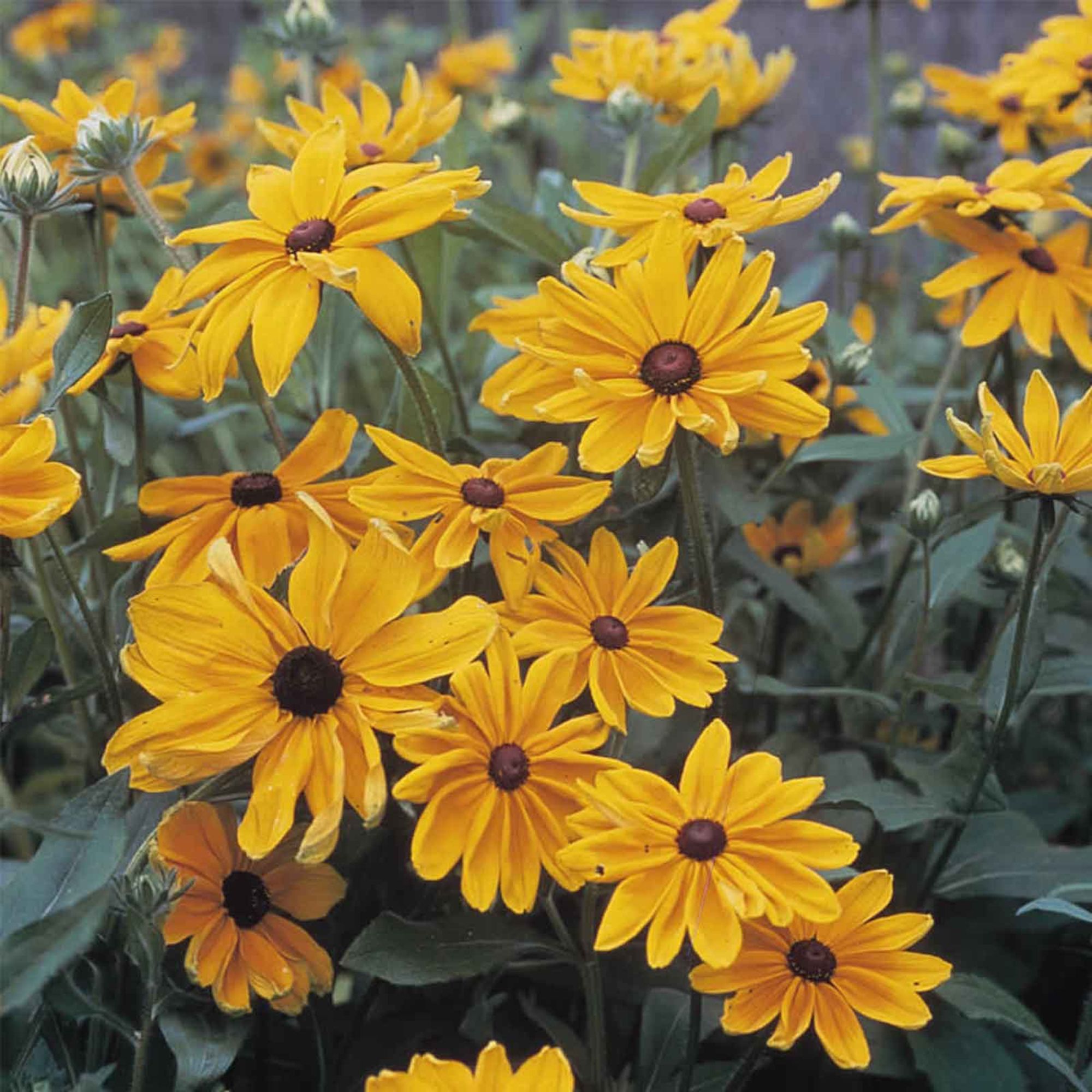 Seeds: Rudbeckia (Black Eyed Susan)- Indian Summer - 1000 Seed- Flower - Buy Non-GMO Rudbeckia hirta Farm & Gardening Seeds Onli
