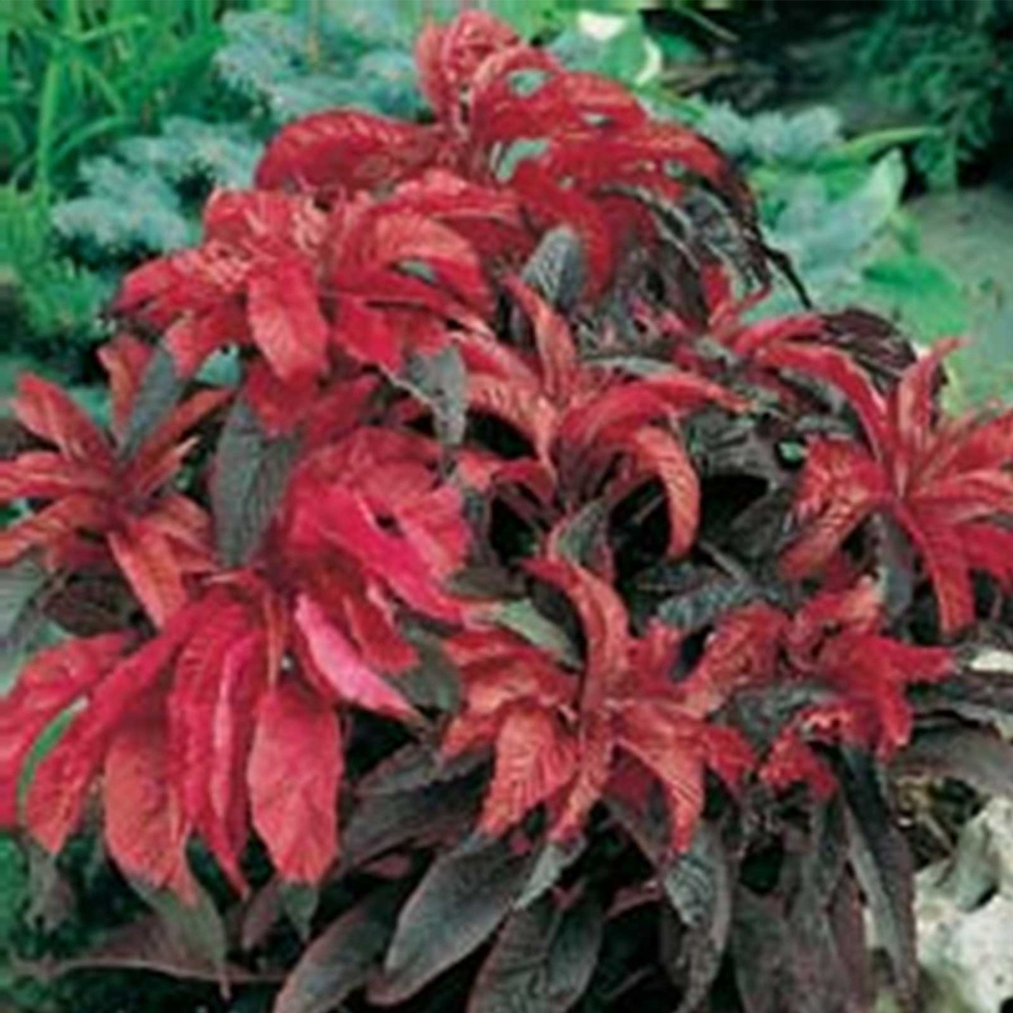 Amaranth Seeds - Early Splendor - 0.25 Oz ~3,750 - Flowers - Home Garden - Edible, Non-GMO, Annual, Bloom Early Summer to Fall -