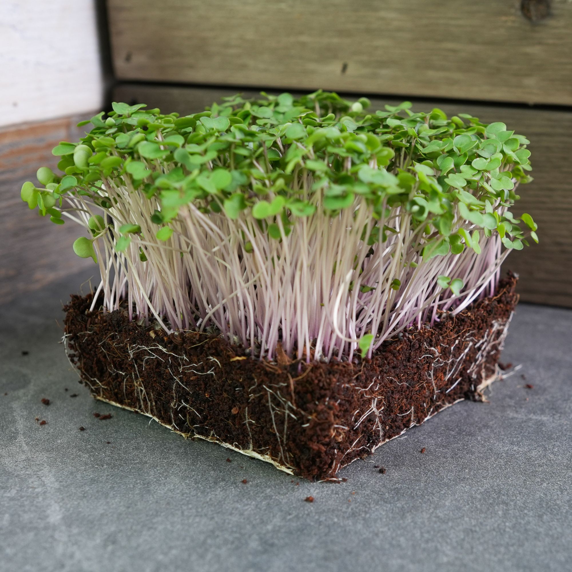 Seeds: Kohlrabi Purple Vienna Microgreens-4 Oz Micro Greens Seed - Buy Non-GMO Brassica oleracea var. gongylodes Farm & Gardenin