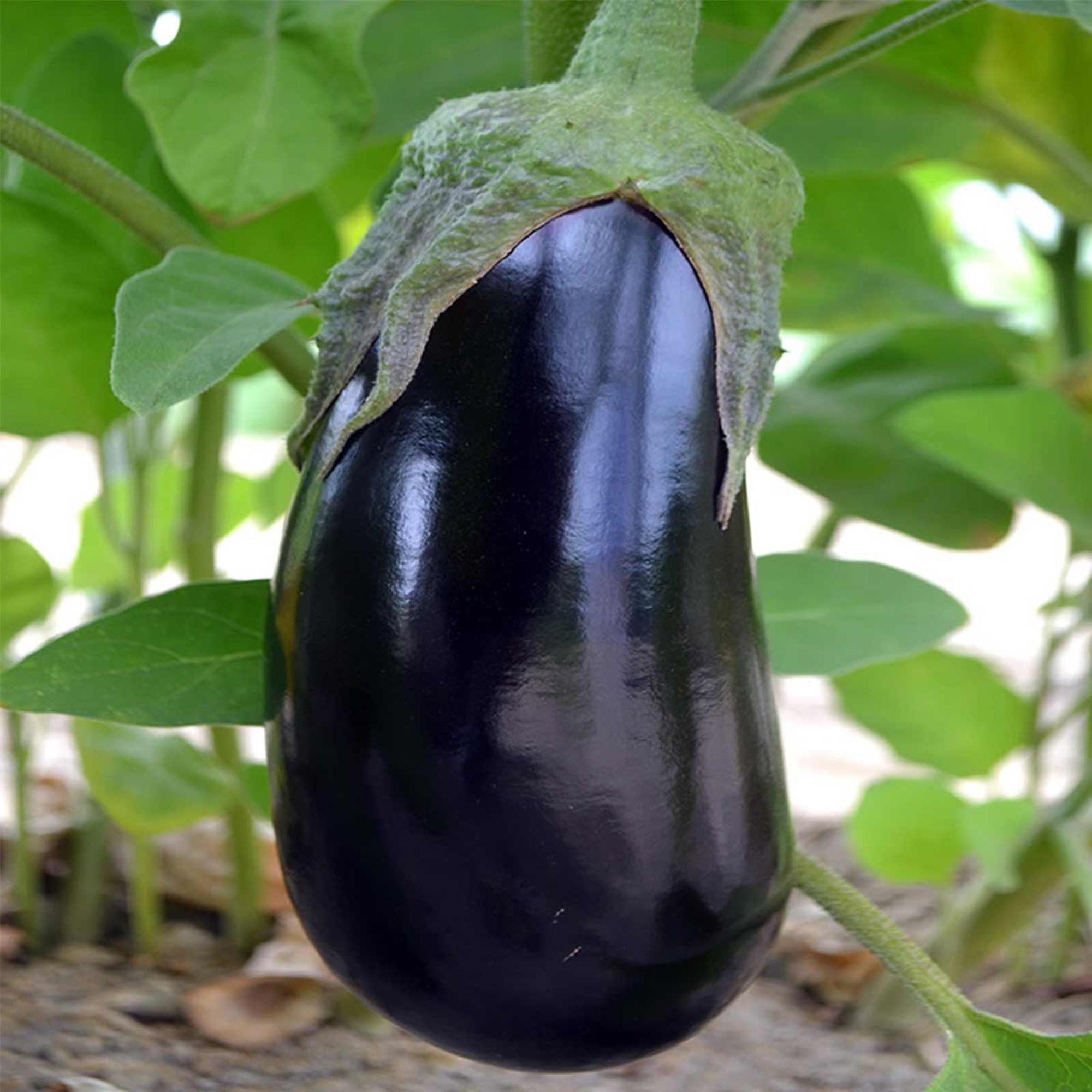 Seeds: Black Beauty Eggplant Garden -1 Lb-Non-GMO Heirloom Vegetable - Buy Non-GMO Solanum melongena Farm & Gardening Seeds Onli