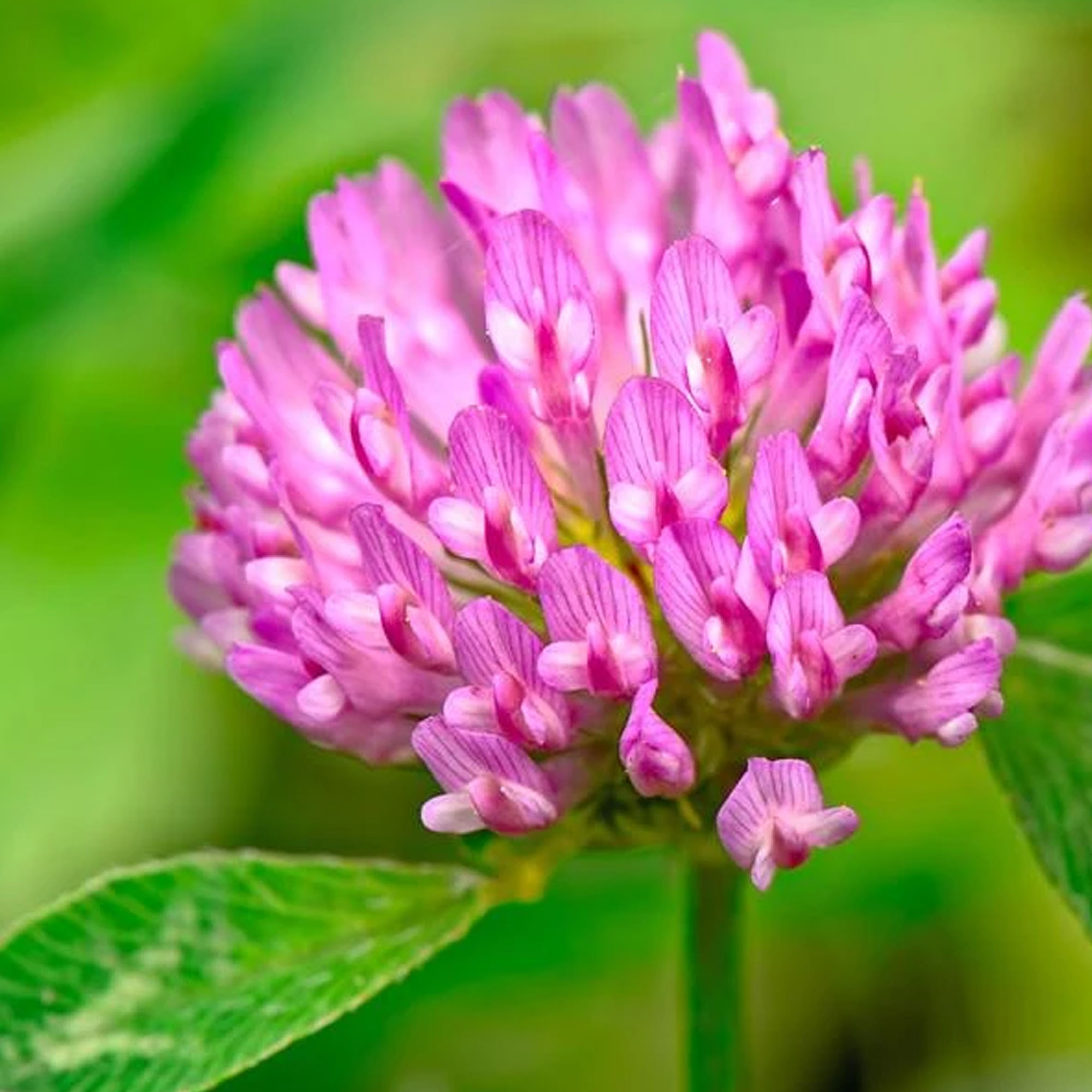 Organic Medium Red Clover - 1 OZ ~15,625 Seeds - Non-GMO Garden - Buy Non-GMO Trifolium pratense Farm & Gardening Seeds Online
