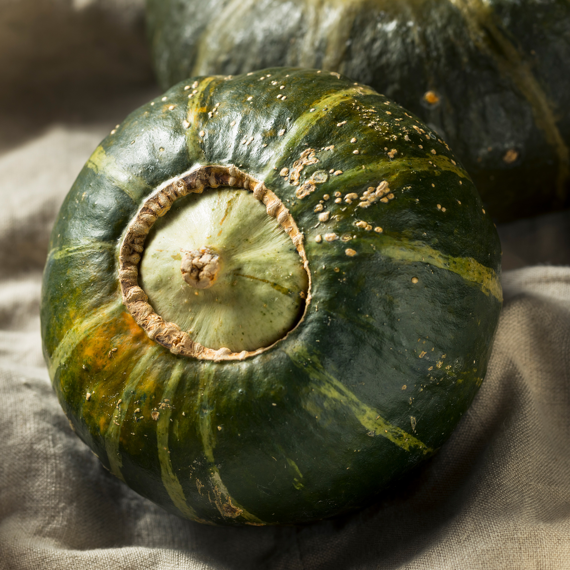 Squash, Winter - Buttercup Bush Emerald Strain - 25 Lb Bulk ~68K Seeds - Buy Non-GMO Cucurbita maxima Farm & Gardening Seeds Onl