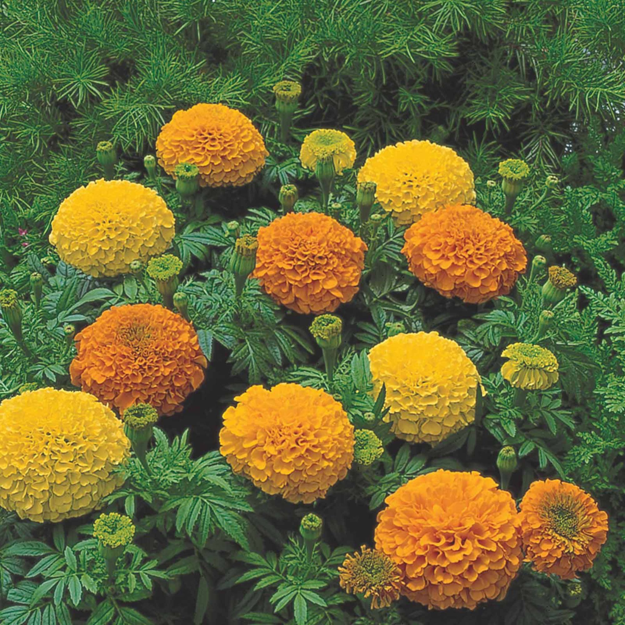 African Marigold - Inca II Series F1 Mix - 25 Seeds Packet - Annual - Buy Non-GMO Tagetes erecta Farm & Gardening Seeds Online