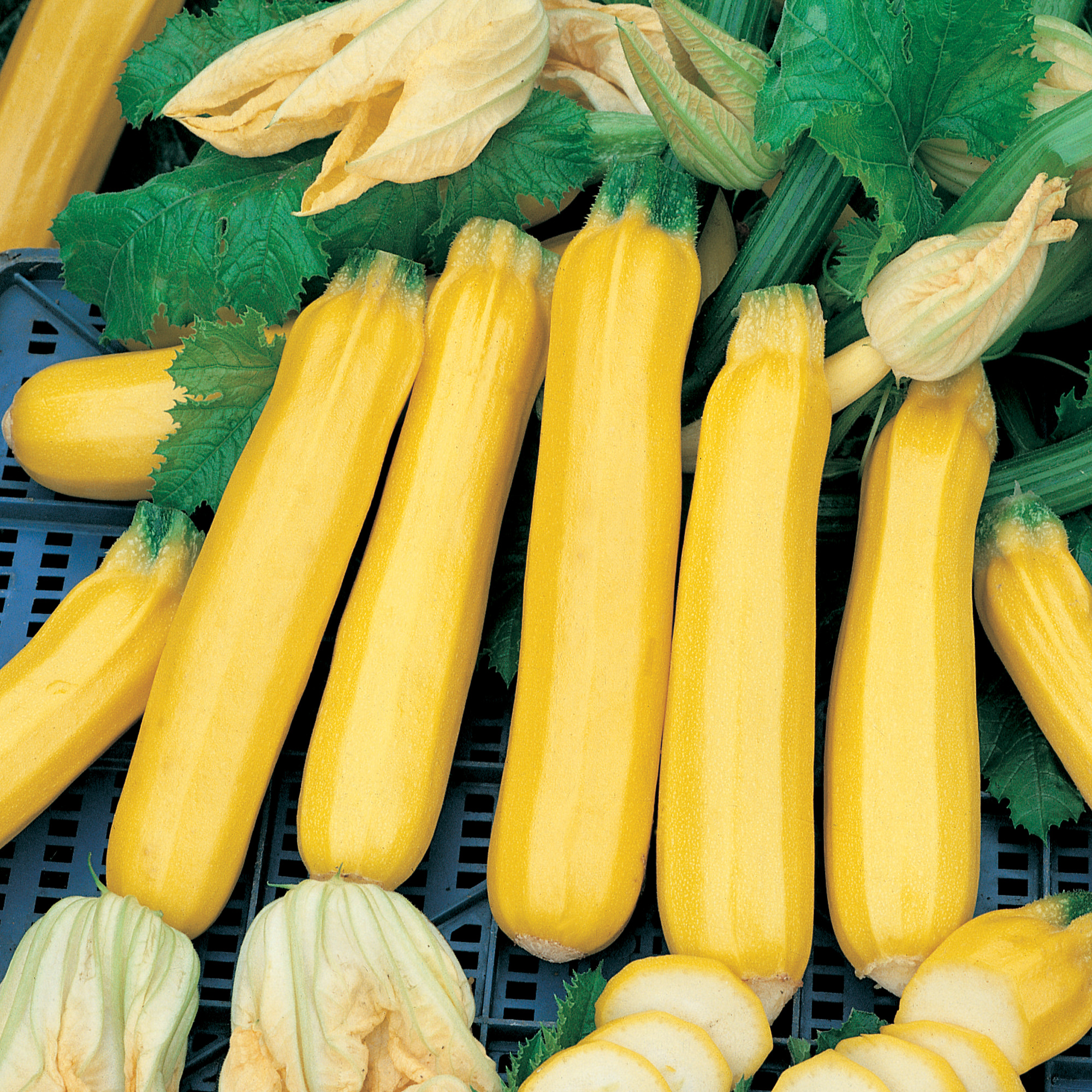 Golden Zebra F1 Hybrid Squash Seeds - 4 Oz - Vegetable Garden