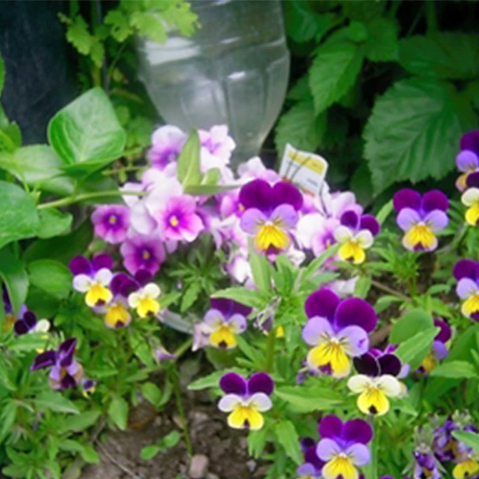 Seeds: Johnny Jump Up (Helen Mount) Viola Flower Garden - 1 Oz- Annual - Buy Non-GMO Viola tricolor Farm & Gardening Seeds Onlin