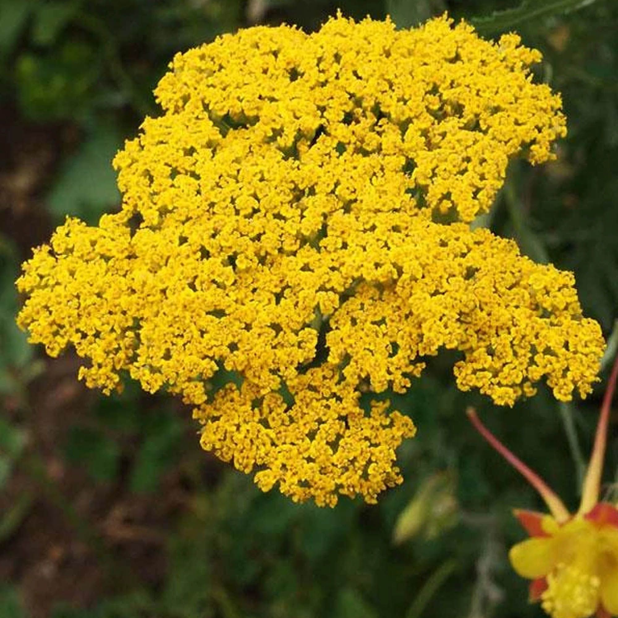 Seeds: Golden Yarrow Wildflower Garden- 0.25 Oz- Perennial Wild Flower - Buy Non-GMO Achillea filipendulina Farm & Gardening See