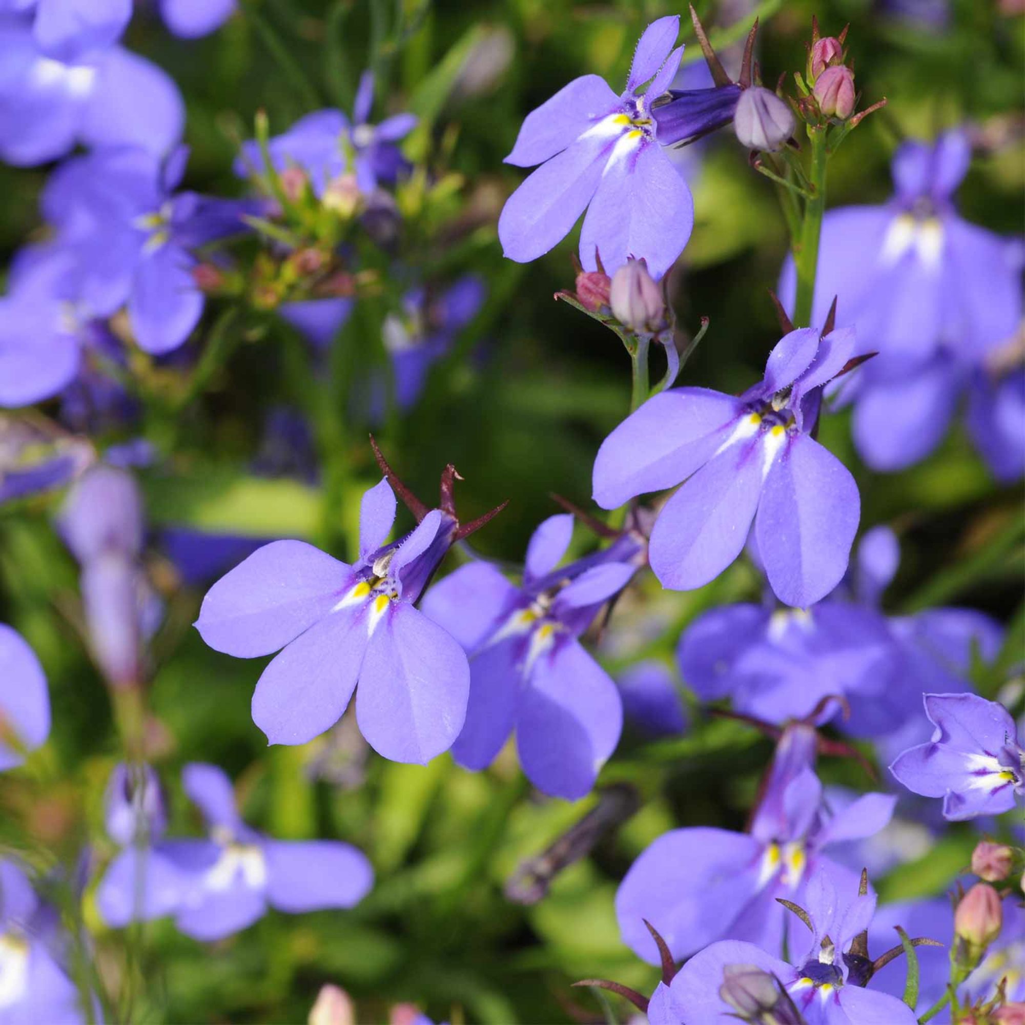 Lobelia Seeds - Crystal Palace Series - 1 Oz - Multi-Pelleted Seeds - Annual - Buy Garden Flower Seeds Online