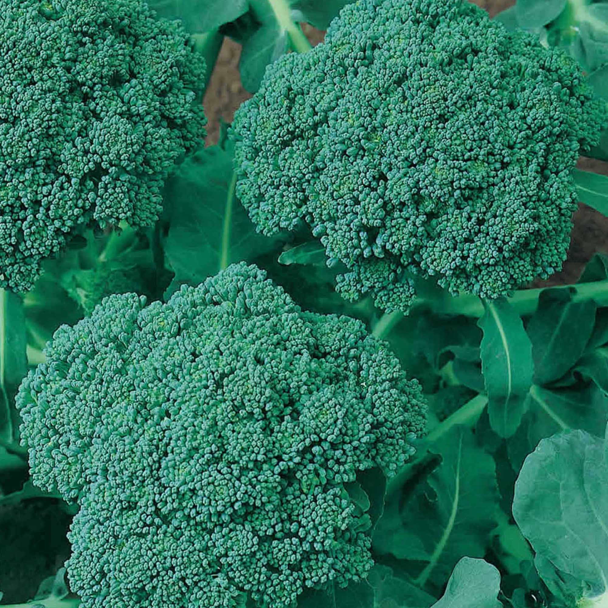 Green Sprouting Calabrese Broccoli Seeds - 5 LB Bulk ~720,000 - Garden - Buy Non-GMO Brassica oleracea var. italica Farm & Garde