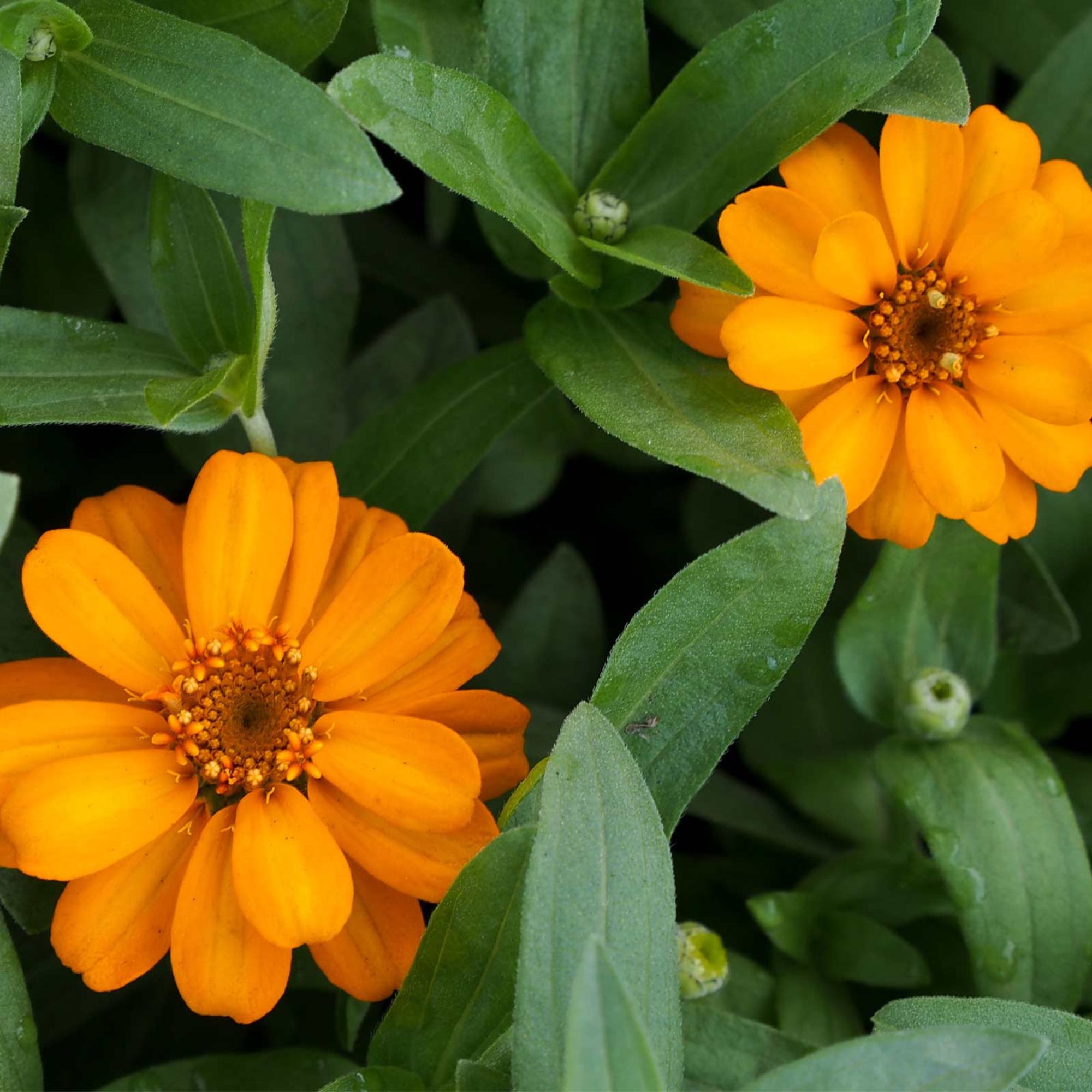 Zinnia - Profusion Series - Orange - Packet of 10 Seeds - Hybrid - Flower Garden - Buy Non-GMO Zinnia elegans x angustifolia Far