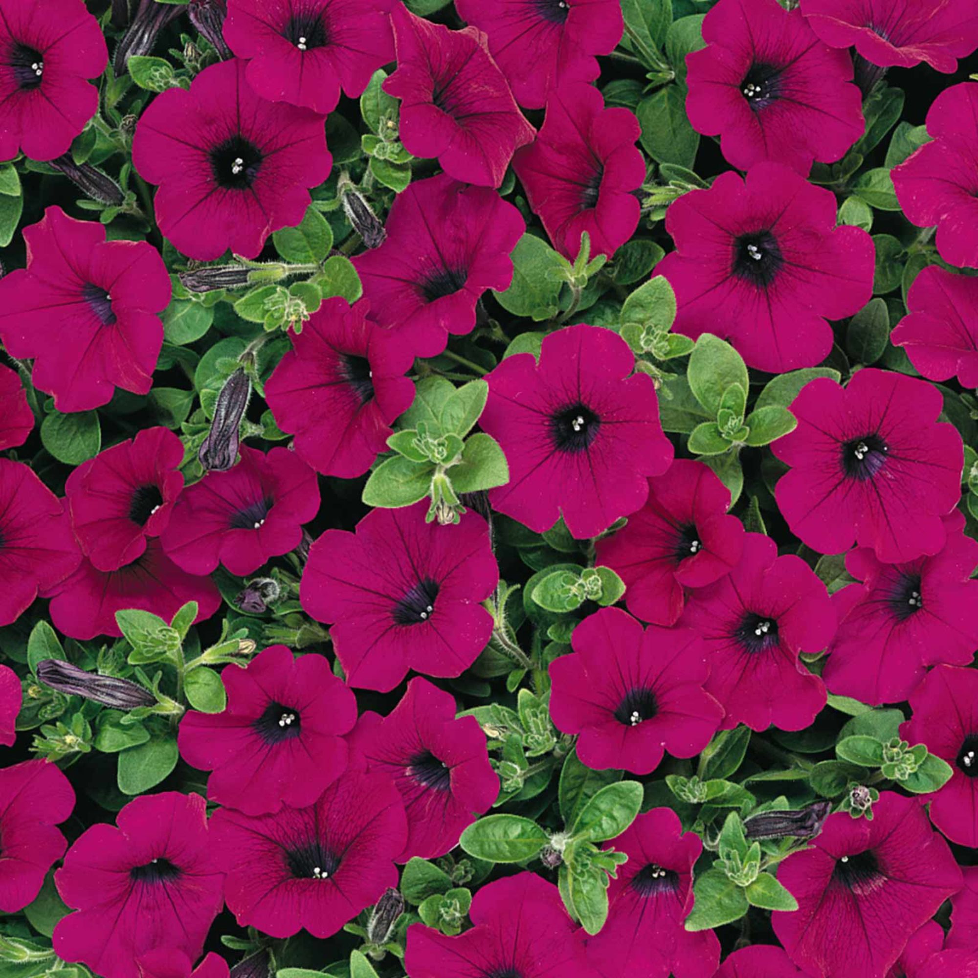 Petunia Seeds - Wave - Purple - Packet of 10 Pelleted Seeds - Flower Garden - Annual - Buy Gardening Seeds Online