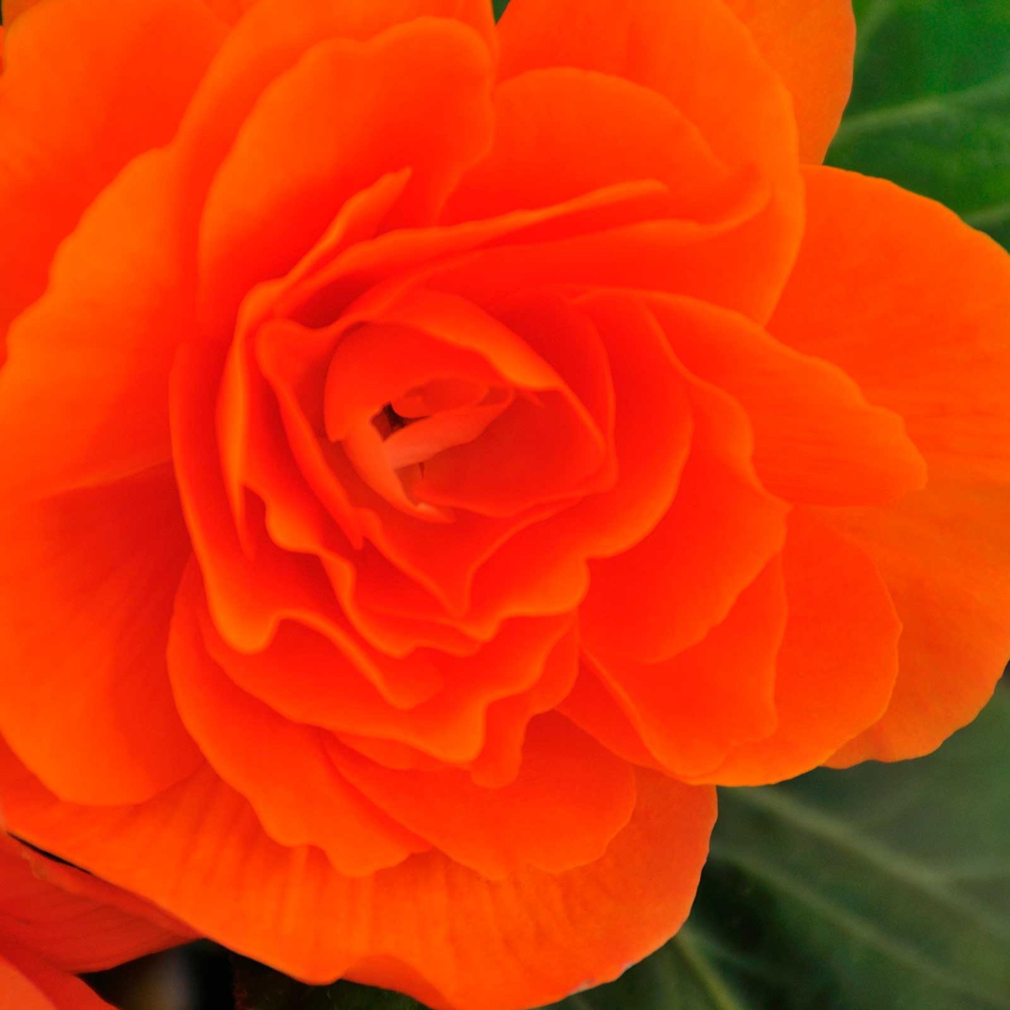 Seeds: Tuberous Begonia - Nonstop Series - Mocha Deep Orange - Packet of 25 Pelleted Seeds - Buy Flower Garden Seeds Online