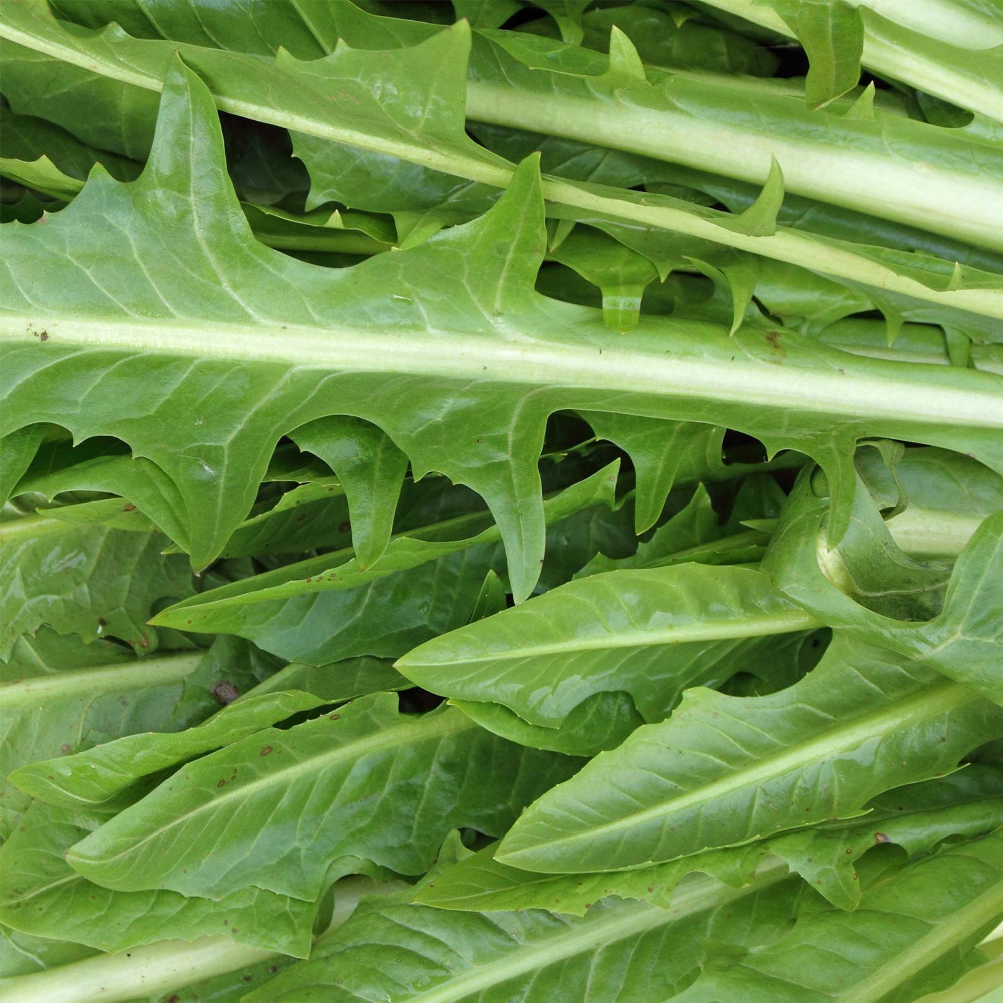 Seeds: Italian Dandelion Herb Garden (Chicory)-4 Oz- Non-GMO Heirloom - Buy Non-GMO Cichorium intybus Farm & Gardening Seeds Onl