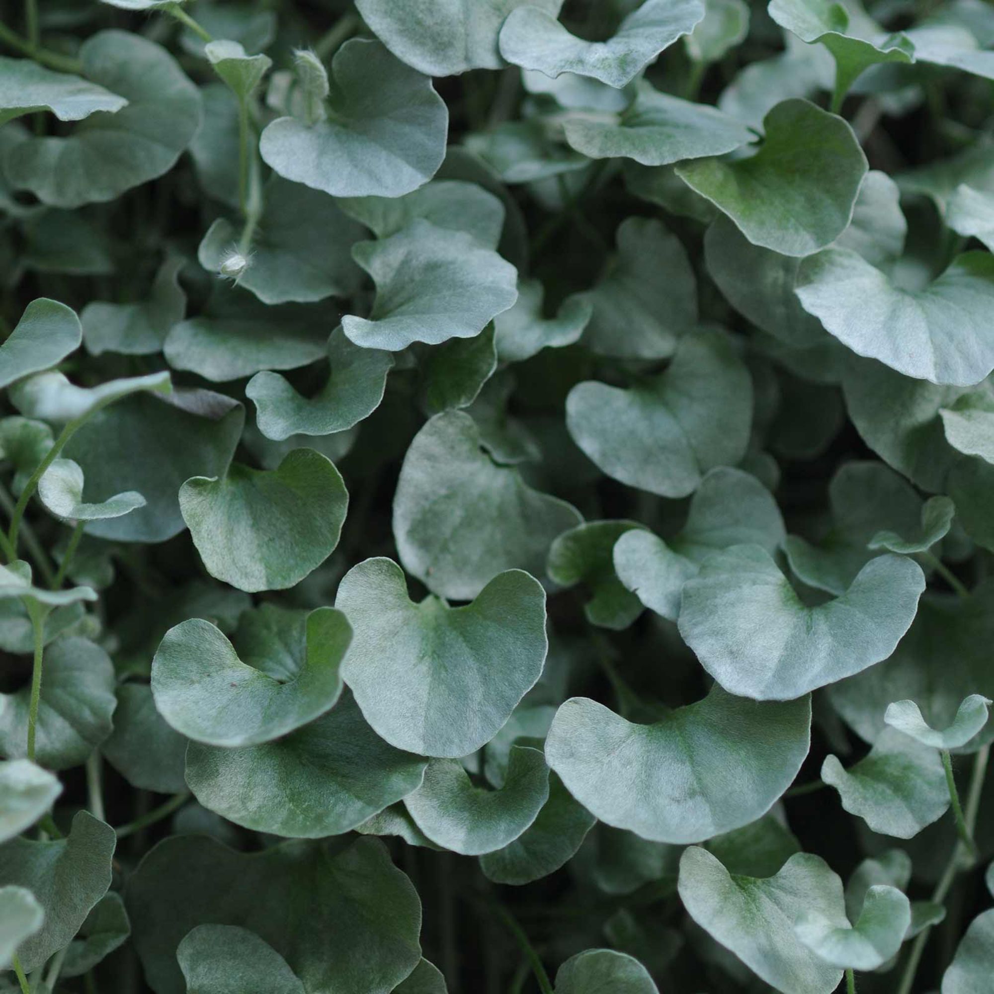 Seeds: Silver Falls Dichondra House Plant Seeds-100-Annual Decorative - Buy Non-GMO Dichondra argentea Farm & Gardening Seeds On
