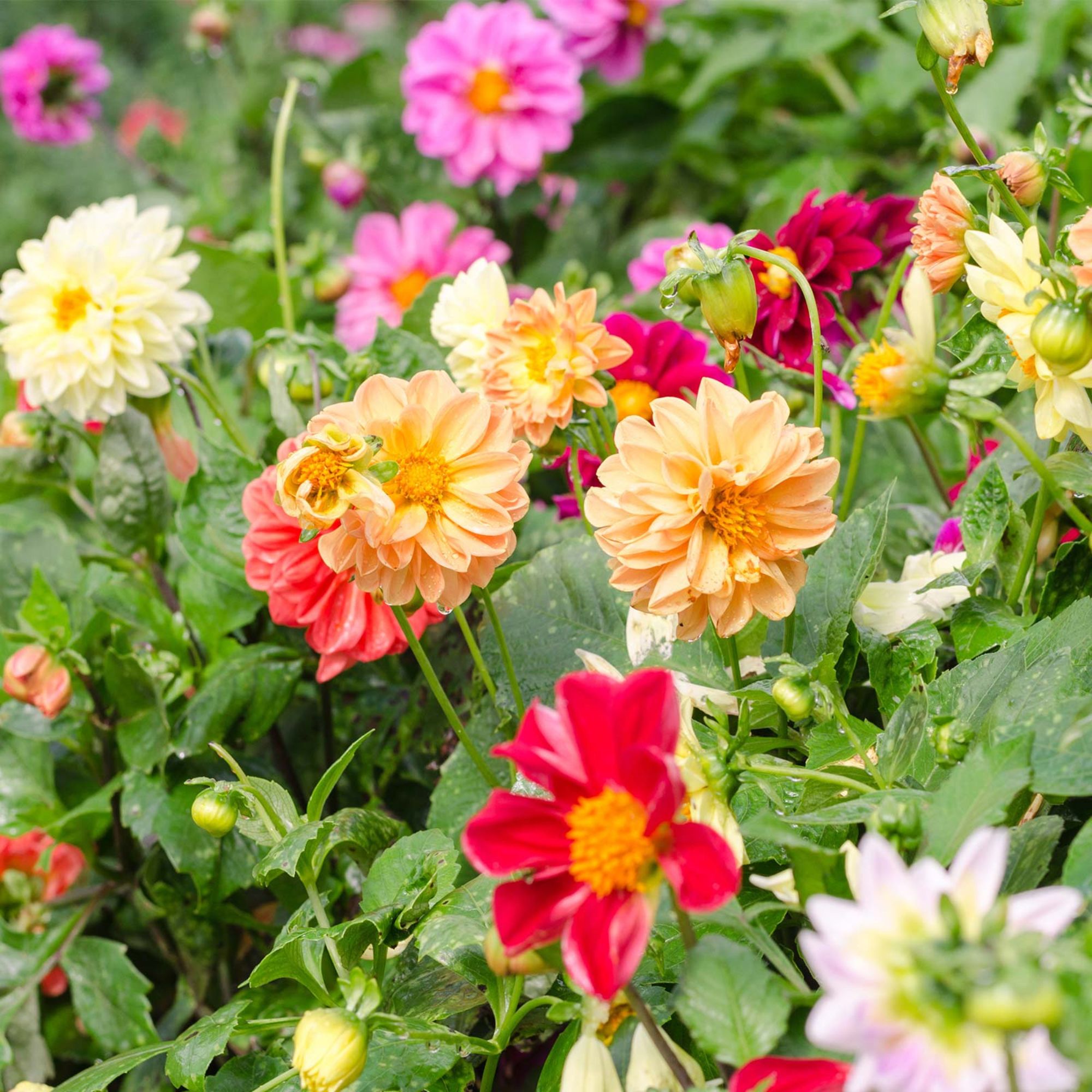 Dahlia Flower Seeds - Figaro Series - Mix - Packet of 25 Seeds - Annual - Buy Garden Seeds Online