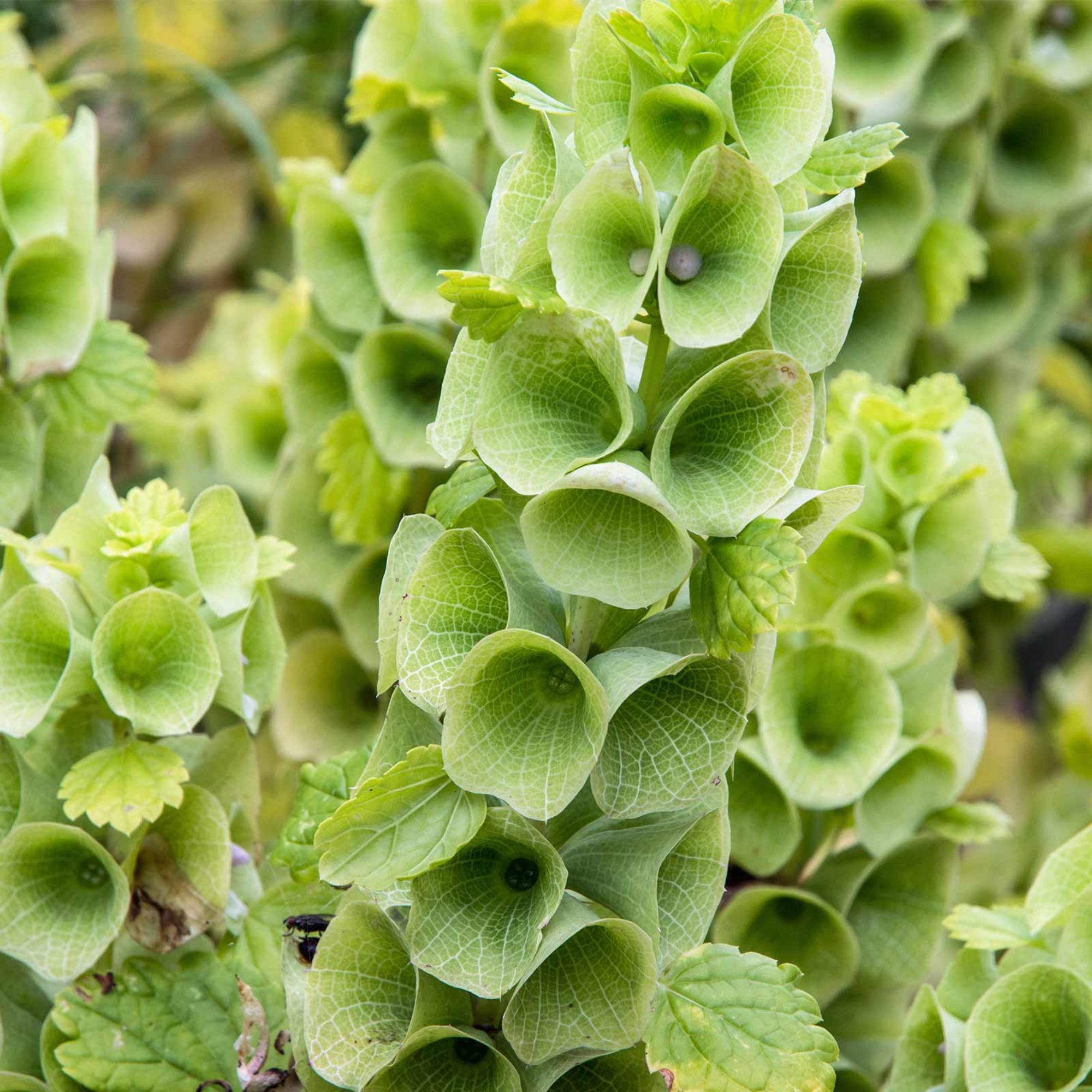 Bells of Ireland - 4 Oz. Bulk ~16,000 Seeds - Annual Flower - Buy Non-GMO Moluccella laevis Farm & Gardening Seeds Online