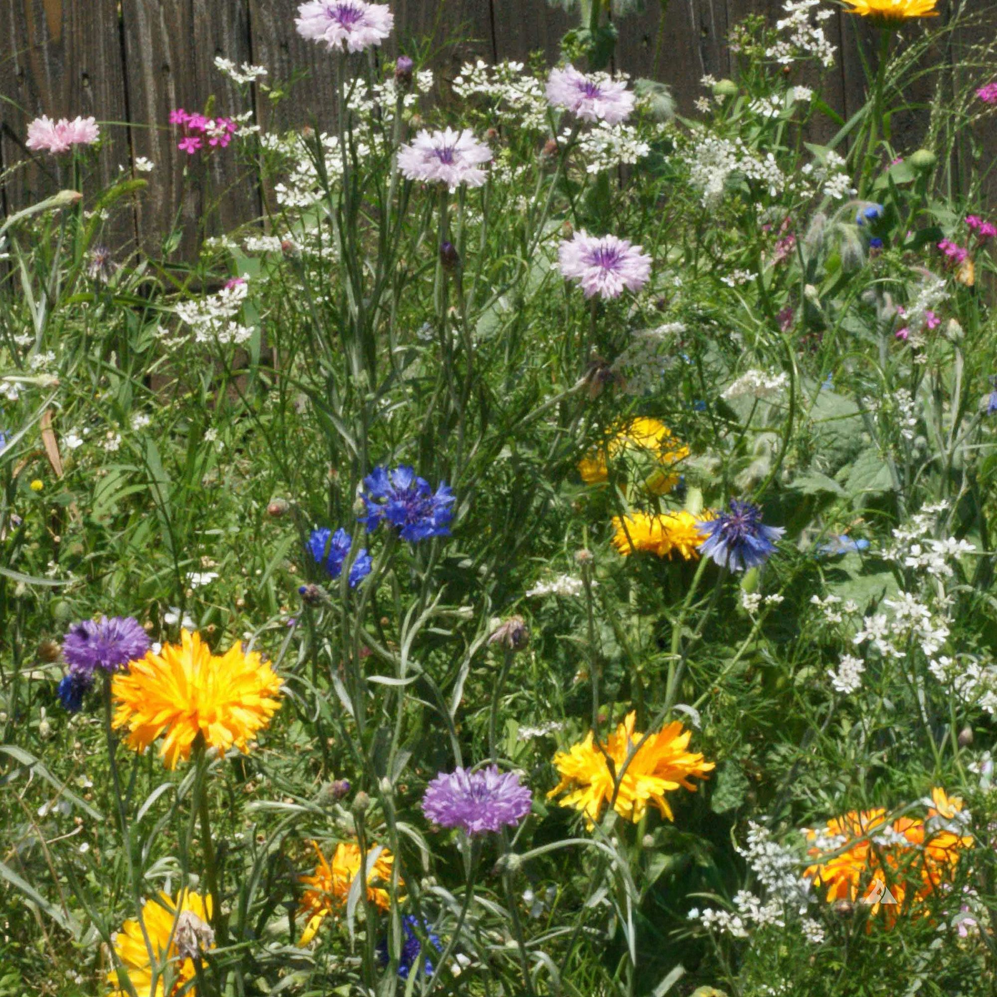 Edible Flower Seed Mix -5 Lb Bulk ~800000 Seeds - Non-GMO, Flower Gardening & Microgreens