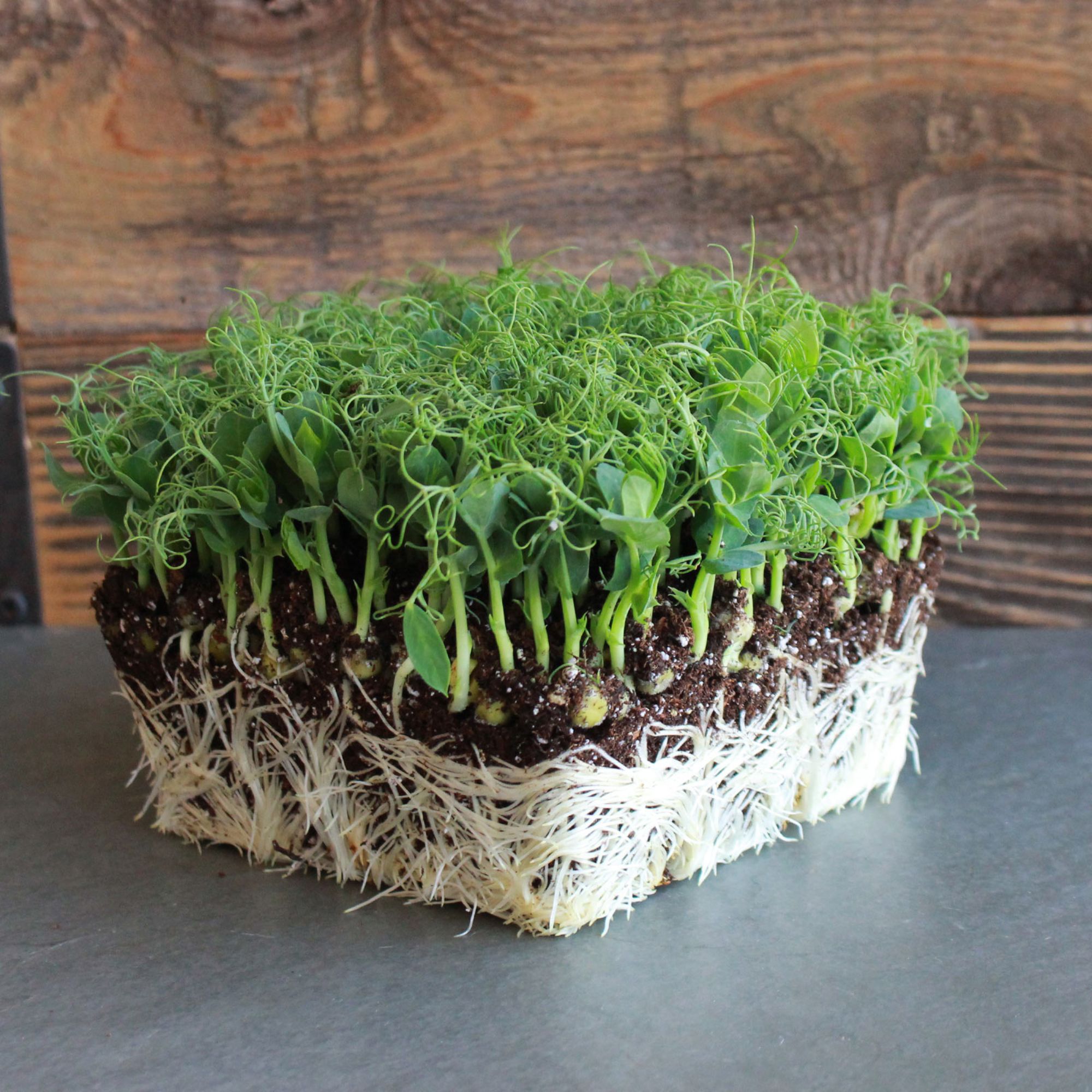 Organic Afila Tendril Pea Microgreens Seeds - 1 Lb - Non-GMO Micro Pea Shoot Seeds - Lots of Curly Tendrils - Grow Micro Greens