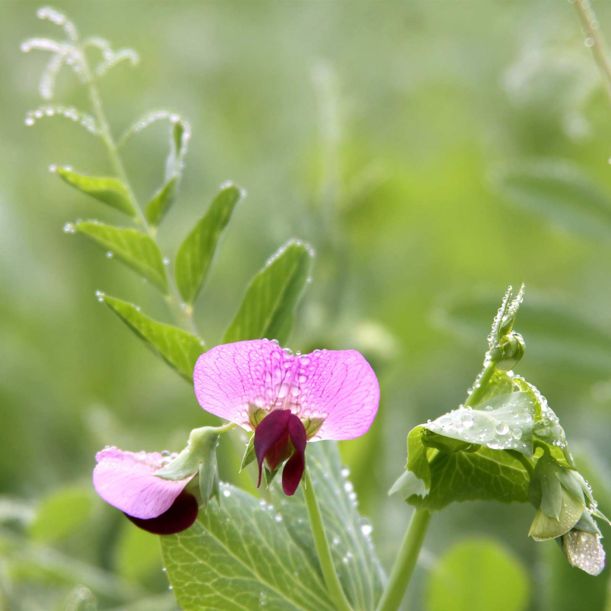 Austrian Field Pea Seeds - 1 Lb ~3,568 Seeds - Cover Crop - Nitrogen Fixing Viny Legume - Buy Non-GMO Pisum sativum Farm & Garde