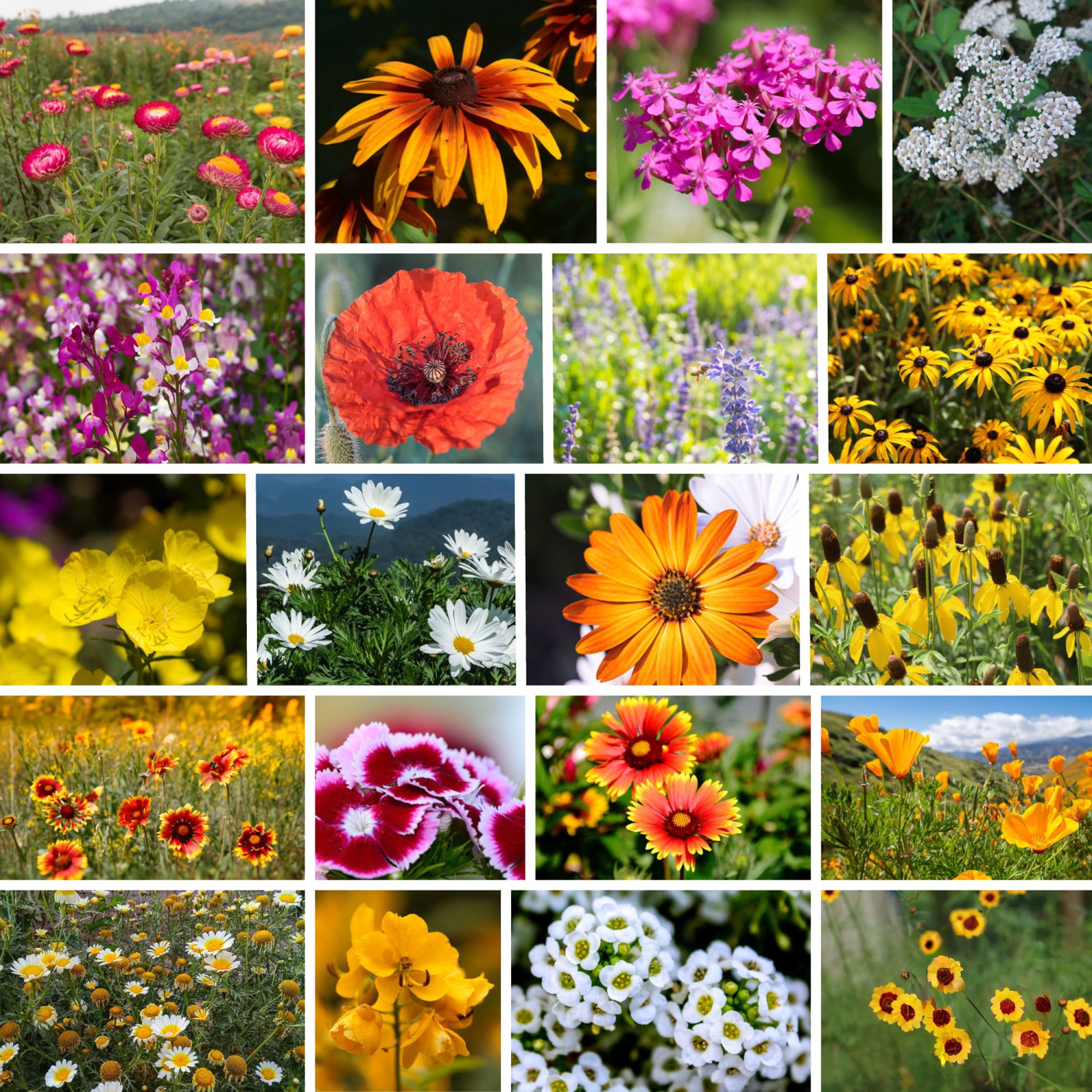 Seeds: Dryland Wildflower Mix- 5 Lbs Bulk - Wild Flower Garden Mixture - Wild Flower Seed Blend - Non-GMO, Heirloom Garden & Gar
