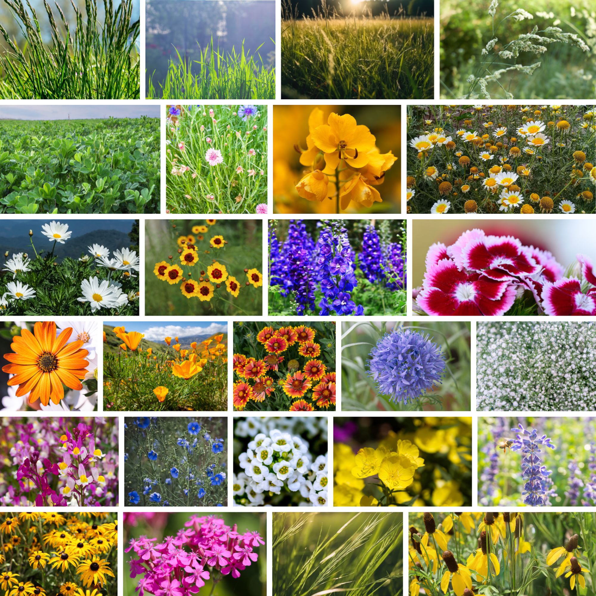 Seeds: Meadow WildFlower Mix - 1 Lb- Wild Flower Garden Mixture - Wild Flower Seed Blend - Non-GMO, Heirloom Garden & Gardening