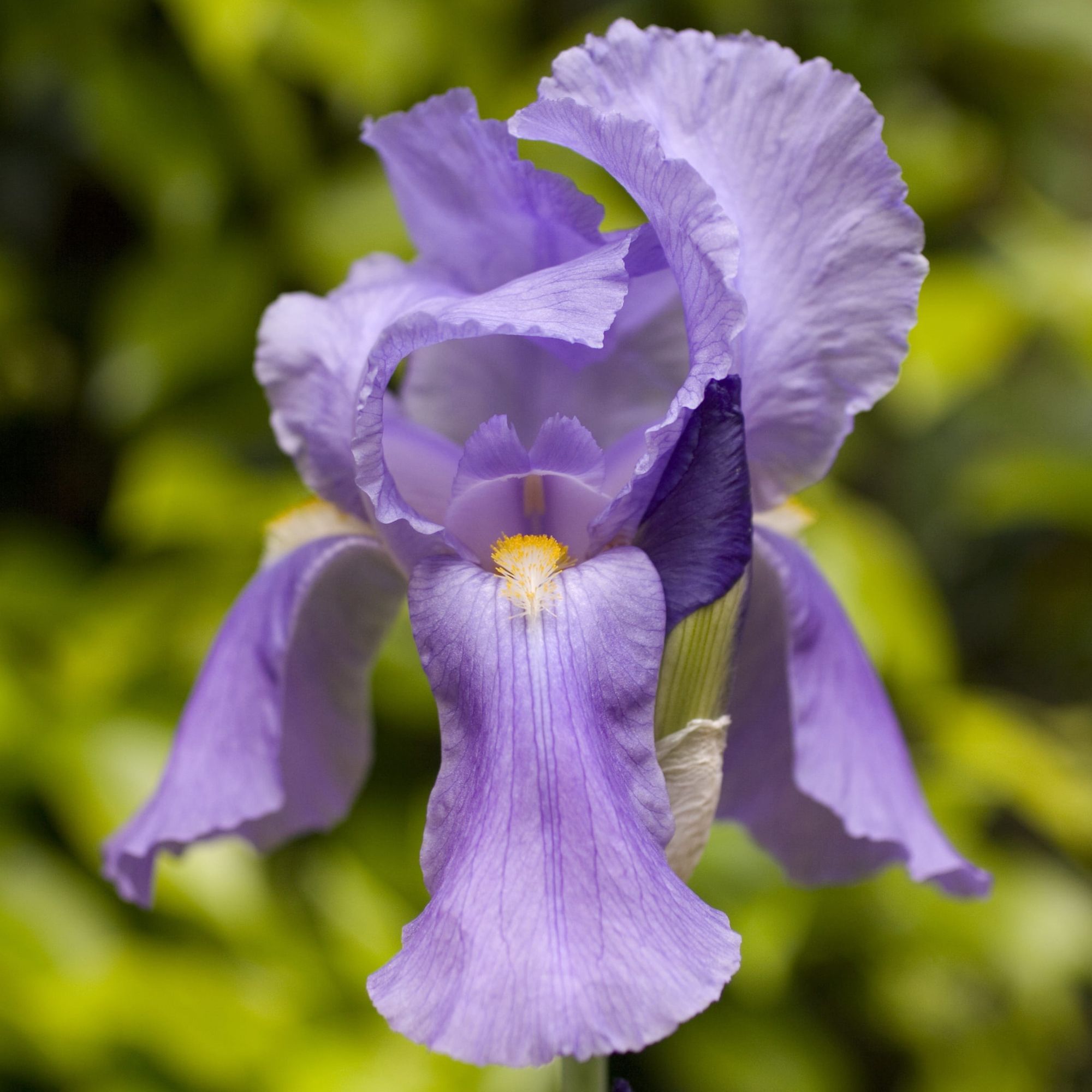 Bearded Iris - Lavender - 1 Bulb - Buy Non-GMO Iris germanica Farm & Gardening Bulbs Online - Bulk Available - High Germination