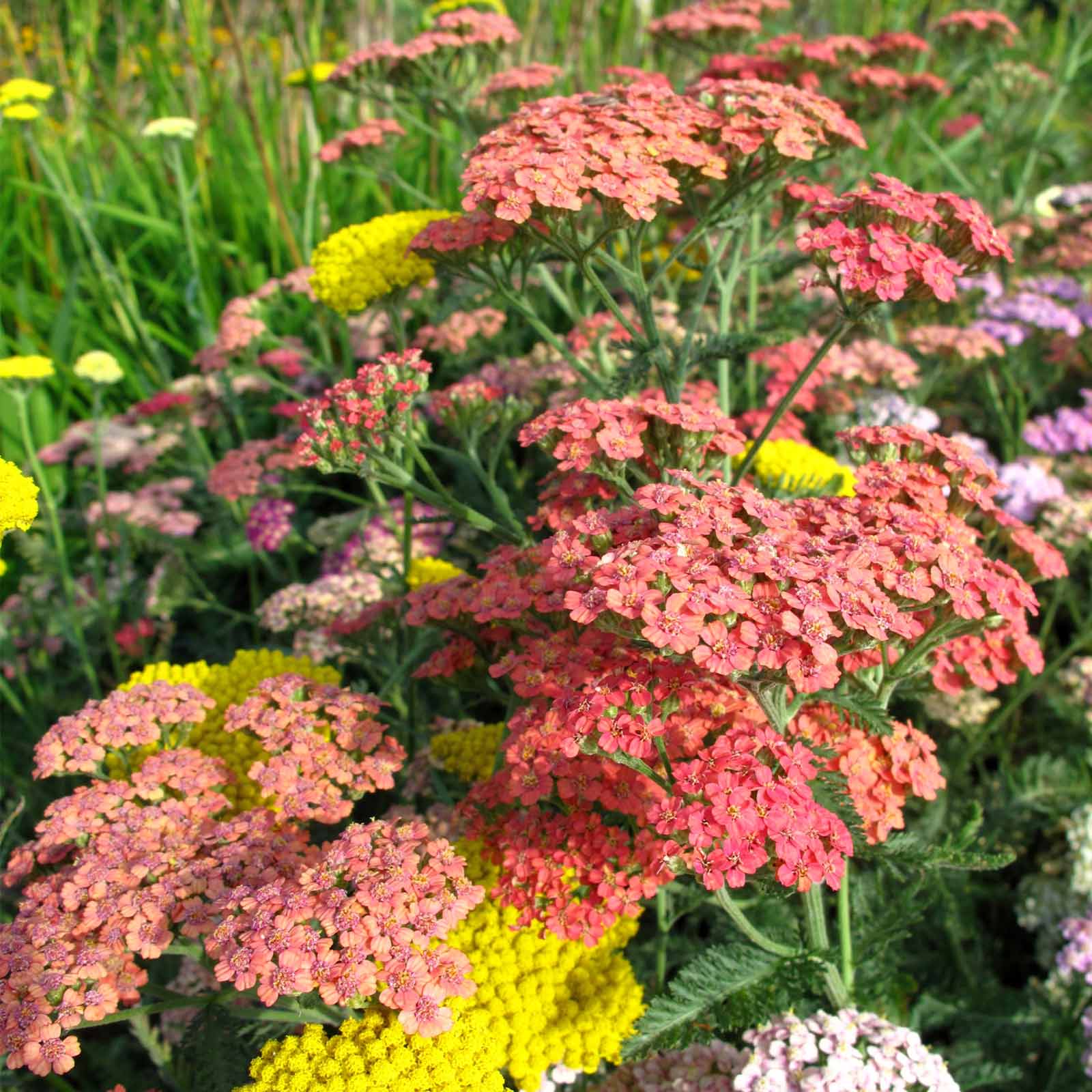 Seeds: Achillea Flower - 1000 - Garden -Summer Pastels Mix - Perennial - Buy Non-GMO Achillea millefolium Farm & Gardening Seeds