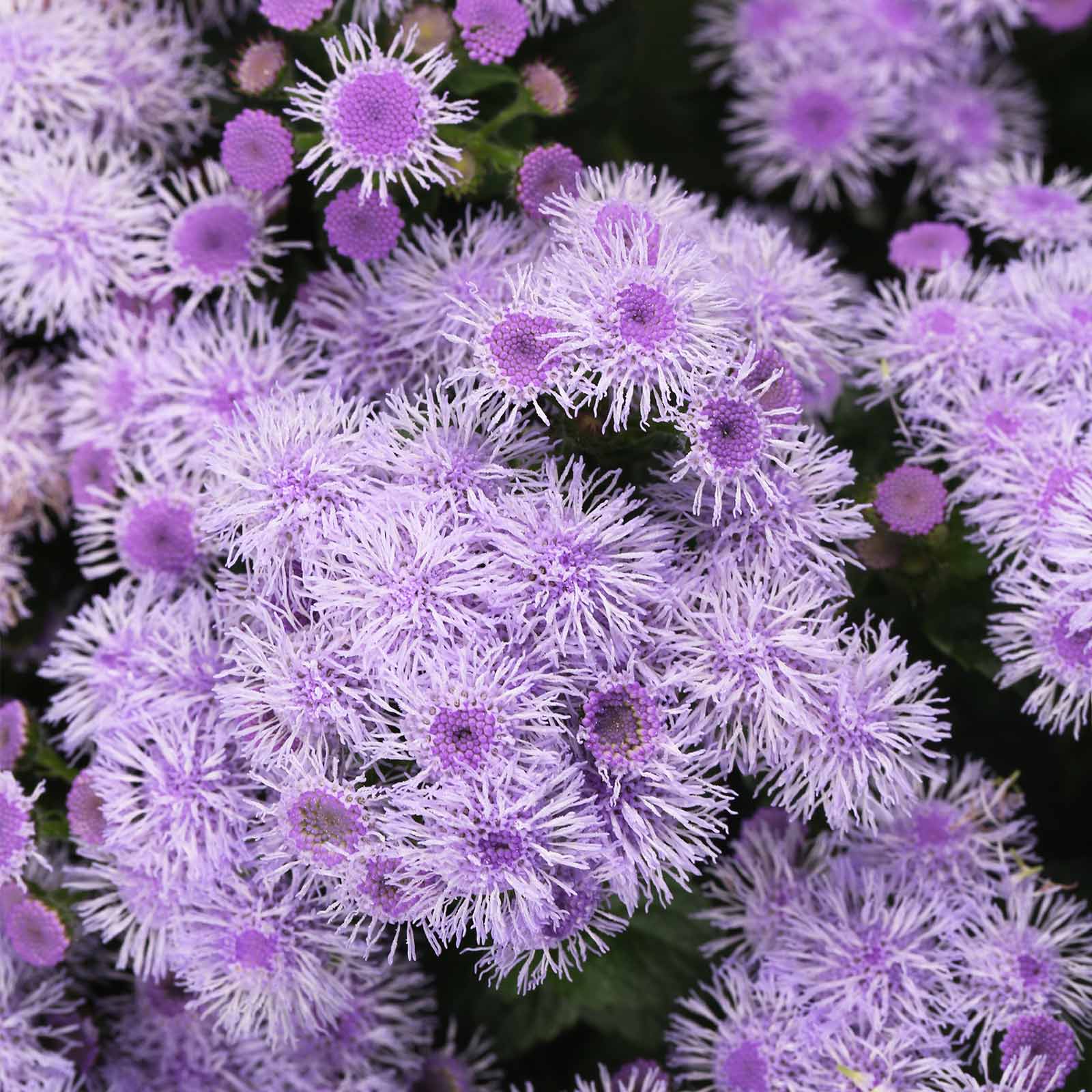 Ageratum - Blue Horizon Flower Seeds Packet of 100 Seeds- Annual Garden - Buy Non-GMO Ageratum houstonianum Farm & Gardening See