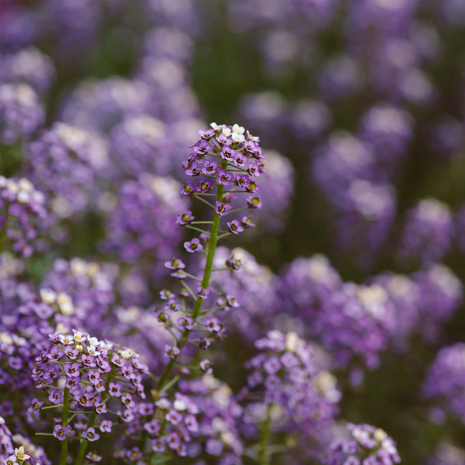 Seeds: Alyssum Wonderland Series Flower Garden: Blue -5000 -Annual - Buy Non-GMO Lobularia maritima Farm & Gardening Seeds Onlin