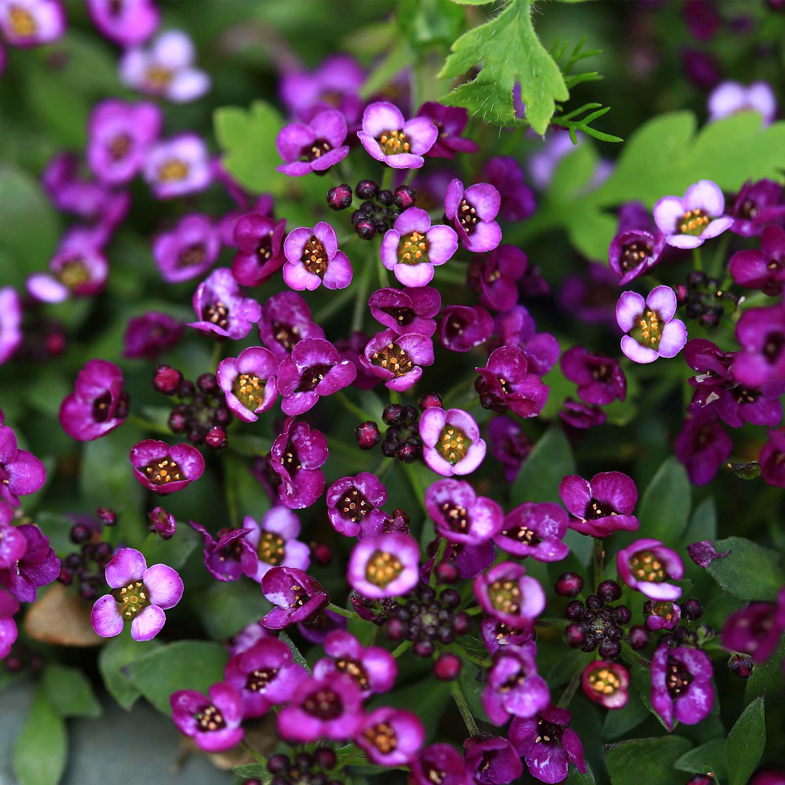 Alyssum Wonderland Series Flower: Deep Purple - Packet ~1000 Seeds - Buy Non-GMO Lobularia maritima Farm & Gardening Seeds Onlin