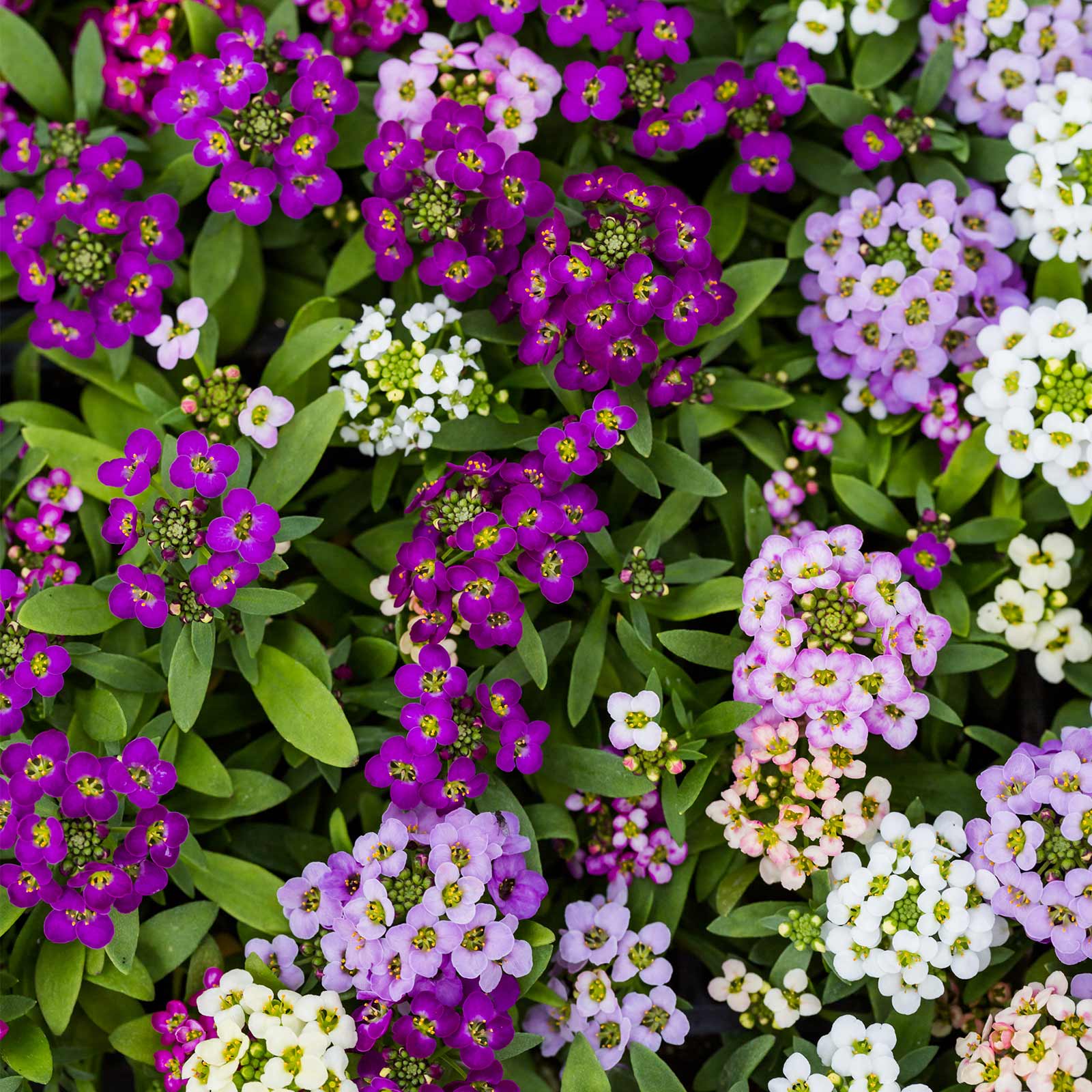 Alyssum Wonderland Series Flower: Mulberry Mix - Packet ~1000 Seeds - Buy Non-GMO Lobularia maritima Farm & Gardening Seeds Onli