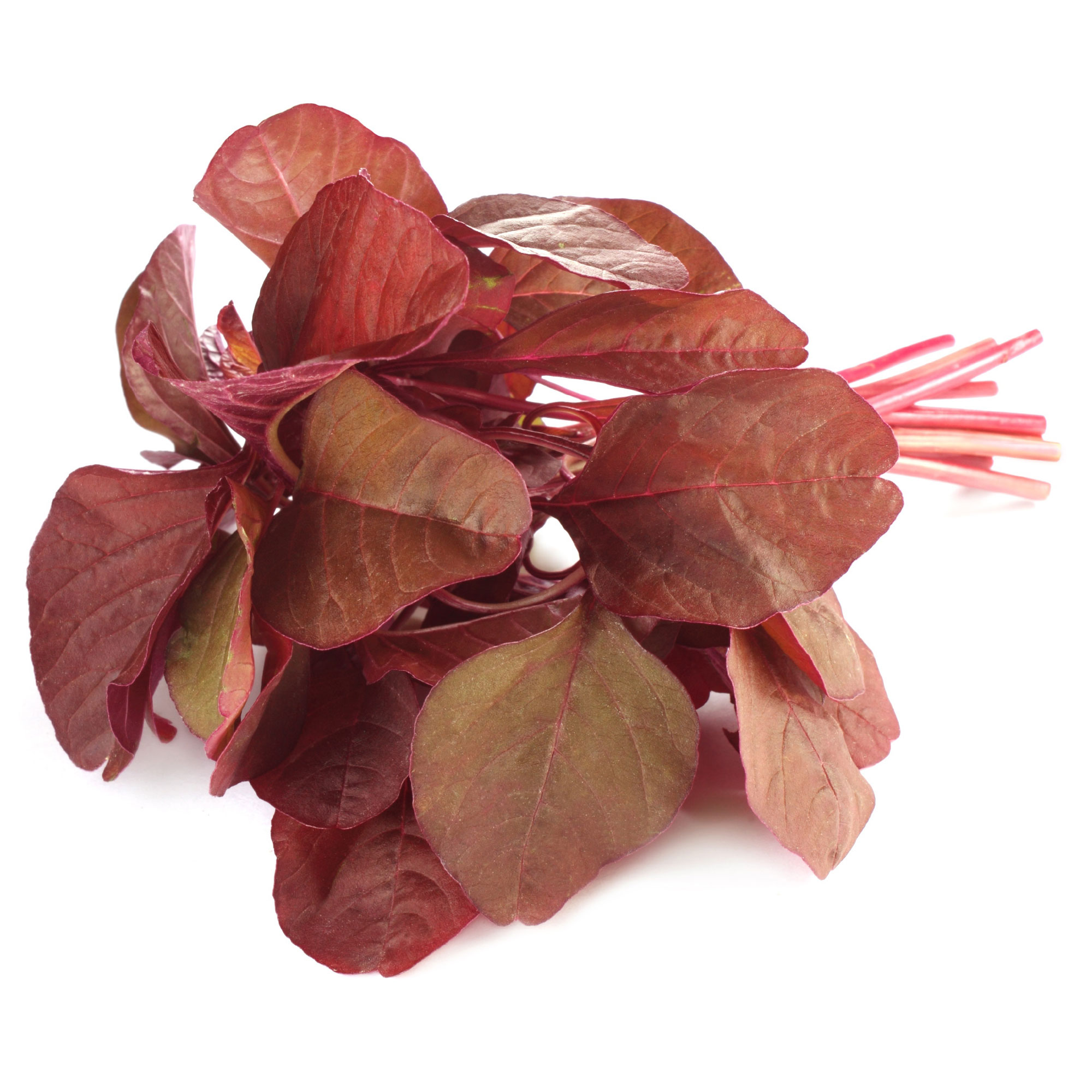 Organic Red Garnet Amaranth Microgreens - 4 g Packet ~4000 Seeds - Buy Non-GMO Amaranthus sp. Farm & Gardening Seeds Online