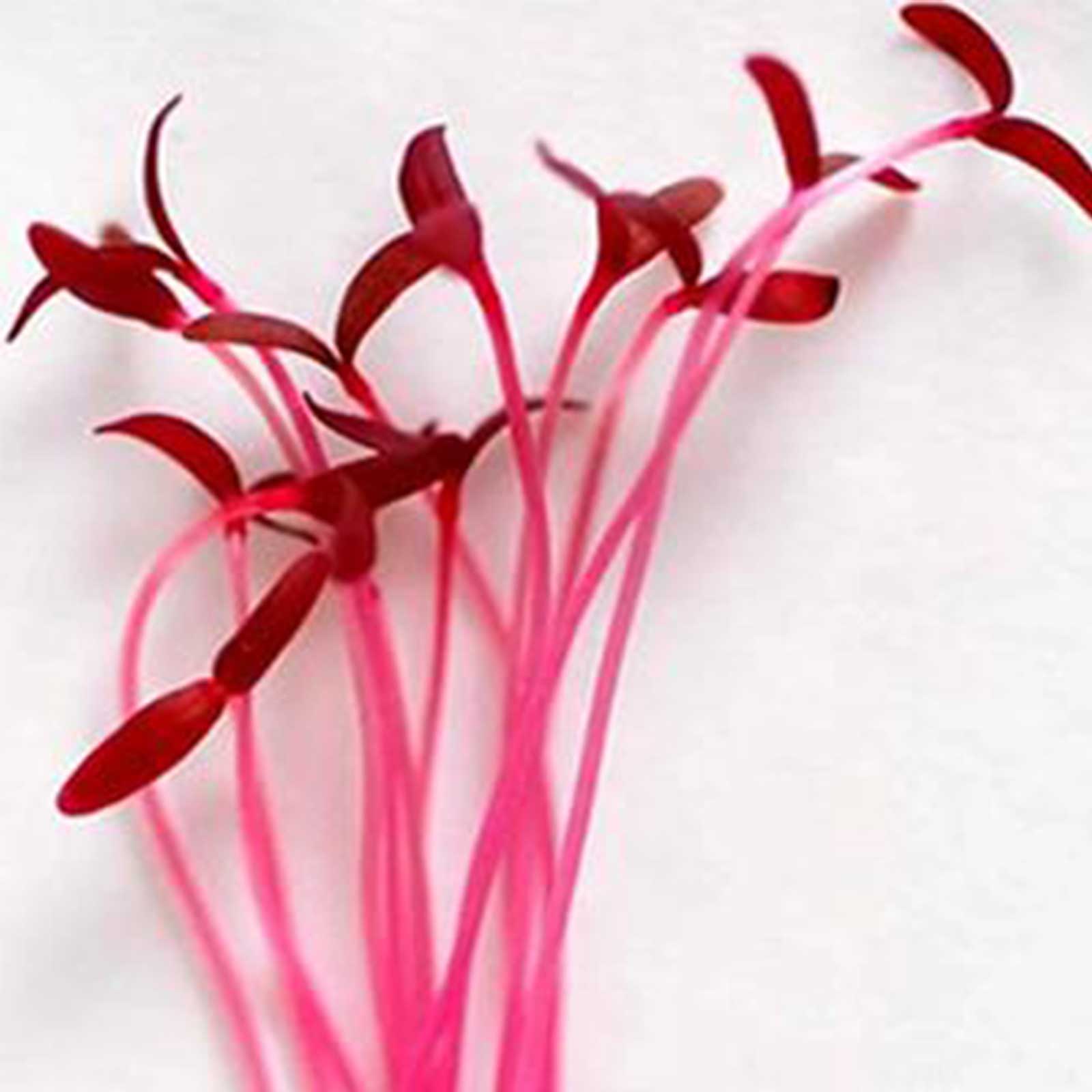 Amaranth, Red Garnet Microgreens Seeds - 5 Lbs Wholesale Micros Seed - Buy Non-GMO Amaranthus sp. Farm & Gardening Seeds Online