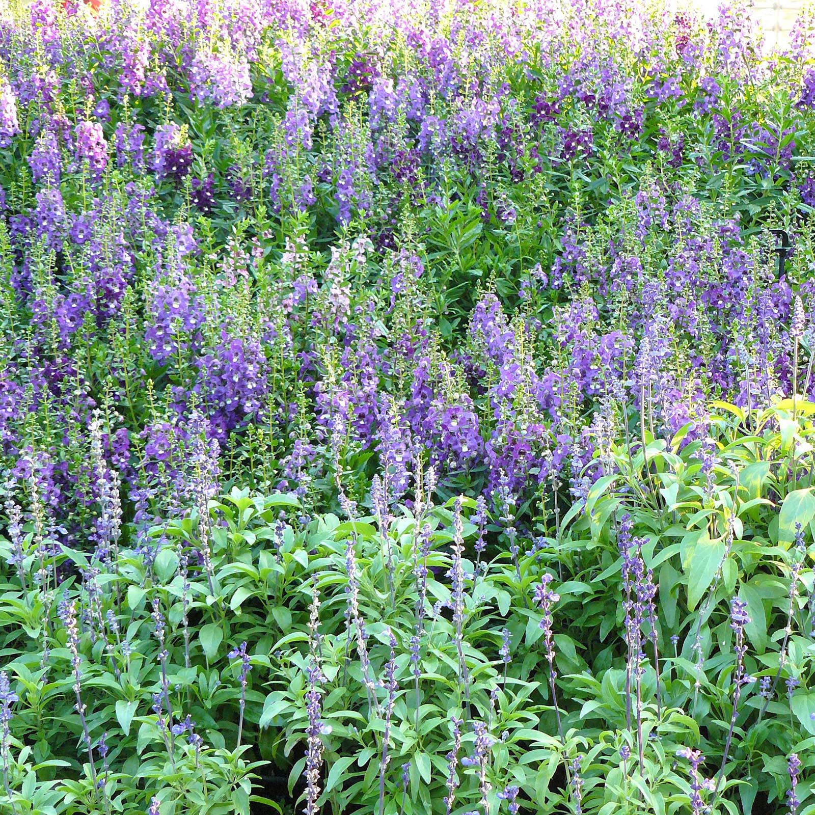 Angelonia Flower Garden Seeds - Serena Mix - 100 Seeds - Pelleted - Buy Non-GMO Angelonia angustifolia Farm & Gardening Seeds On