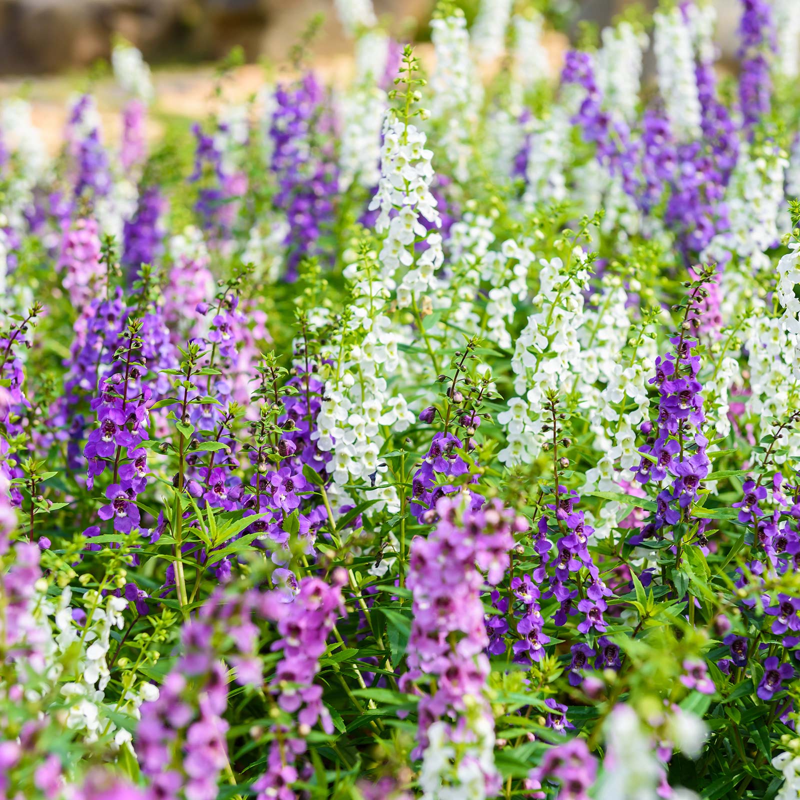 Angelonia Flower - Serena Mix Waterfall - Packet of 10 Garden Seeds - Pelleted - Buy Non-GMO Angelonia angustifolia Farm & Garde
