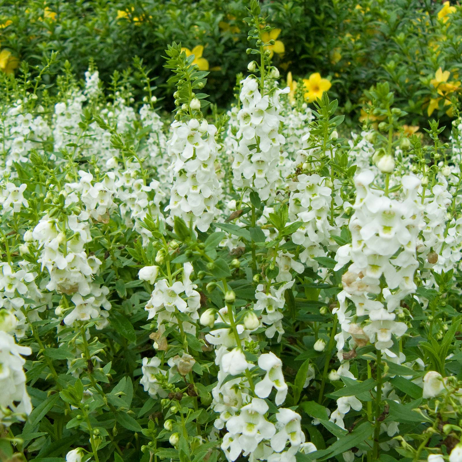 Angelonia Flower Garden Seeds - Serena White Improved - 100 Seeds - Buy Non-GMO Angelonia angustifolia Farm & Gardening Seeds On