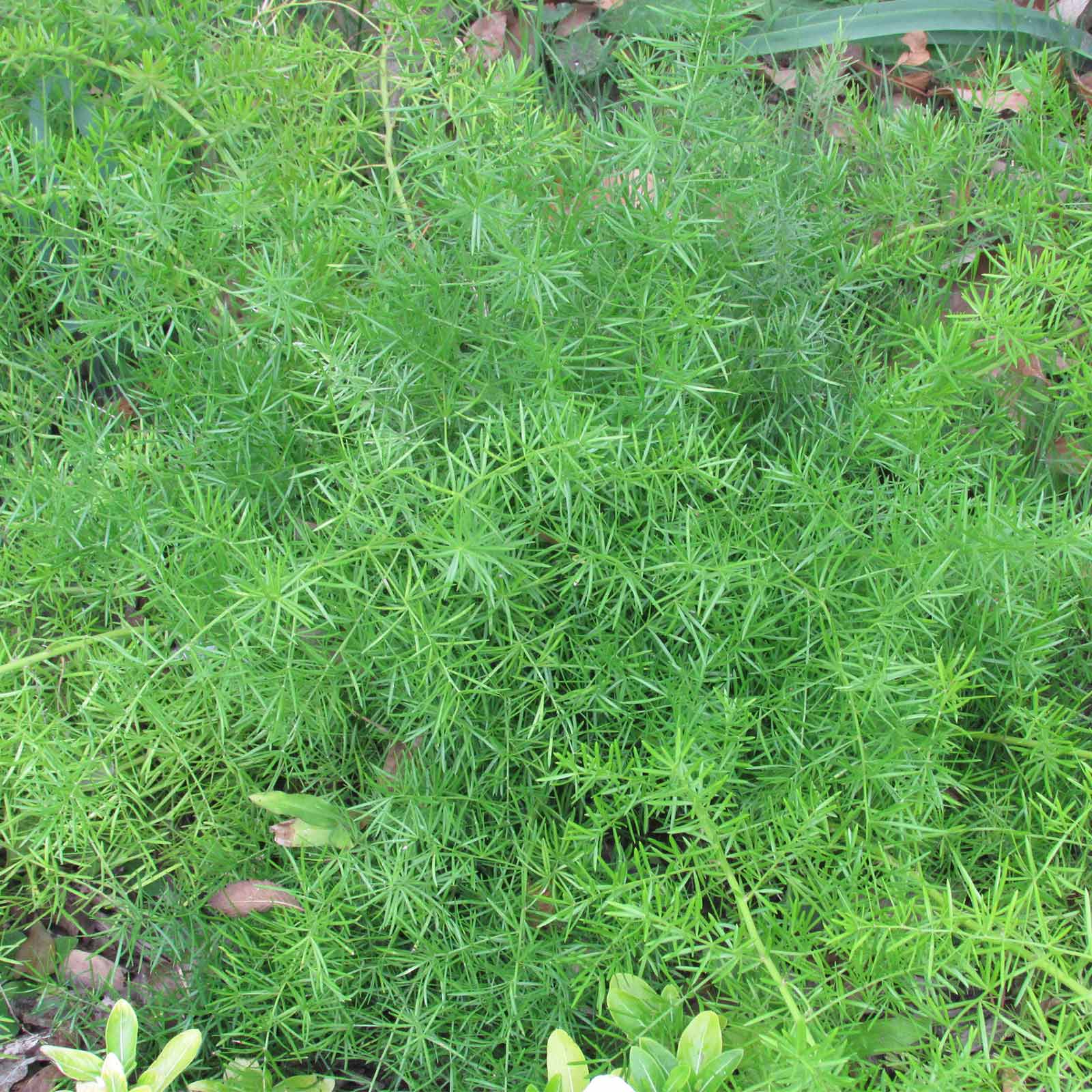 Seeds: Asparagus Fern Seeds - A. sprengeri - 1000 Seeds - Green Plant - Buy Non-GMO Asparagus sprengerii Farm & Gardening Seeds 