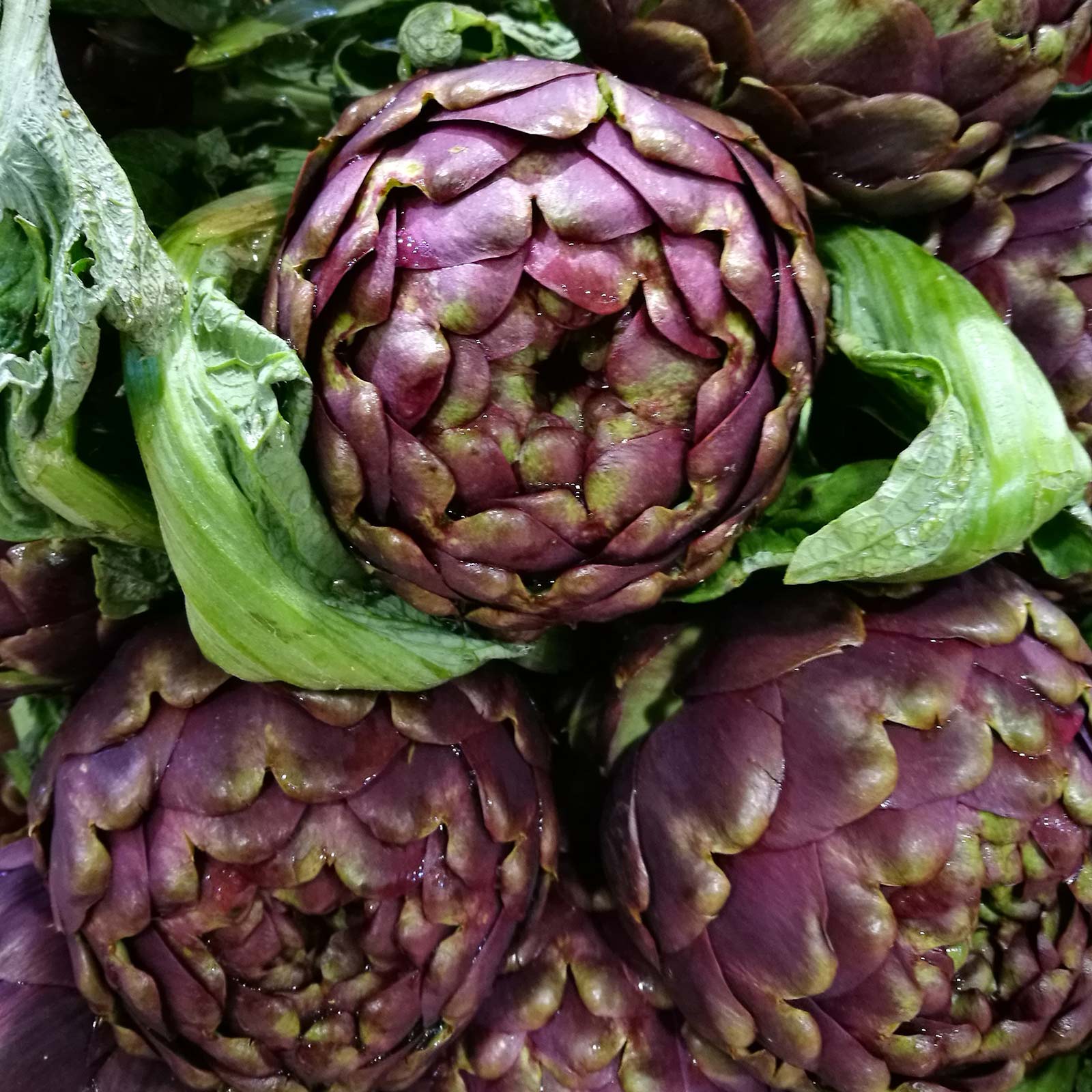 Purple Italian Globe Artichoke Seeds - 3 g Packet ~20 Seeds - Heirloom - Buy Non-GMO Cynara cardunculus var. scolymus Farm & Gar