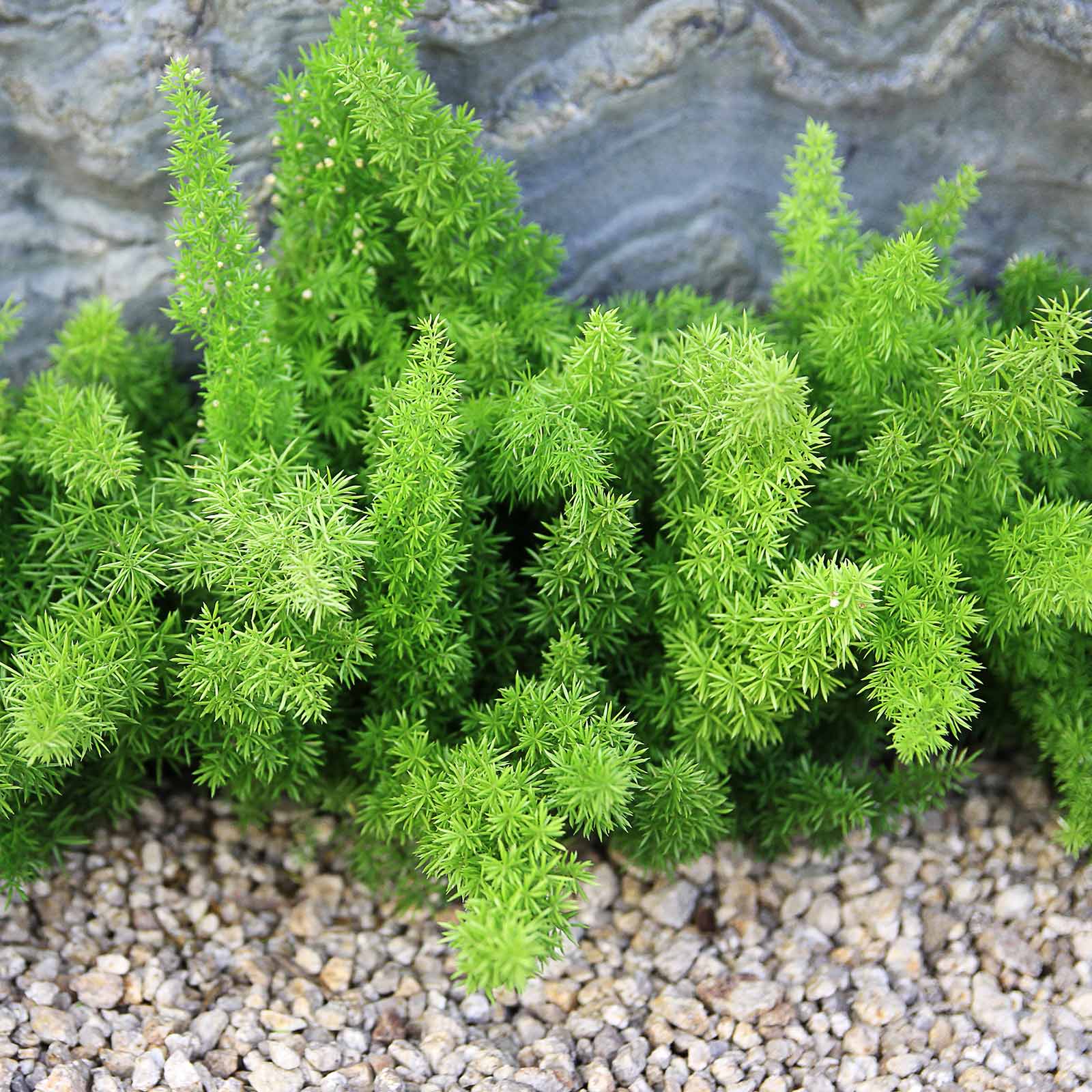 Seeds: Asparagus Fern - A. densiflorus meyerii - 100 Seed - Deep Green - Buy Non-GMO Asparagus densiflorus meyerii Farm & Garden
