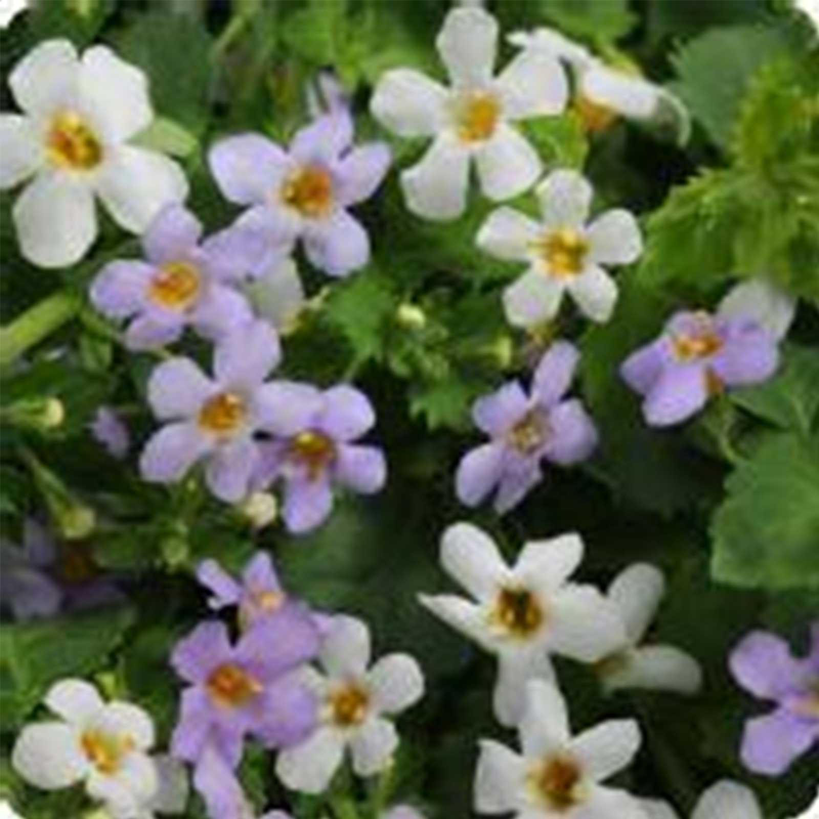 Seeds: Bacopa Flower Garden-Utopia Series -Snowtopia -100 Seed -Annual - Buy Non-GMO Sutera cordata Farm & Gardening Seeds Onlin