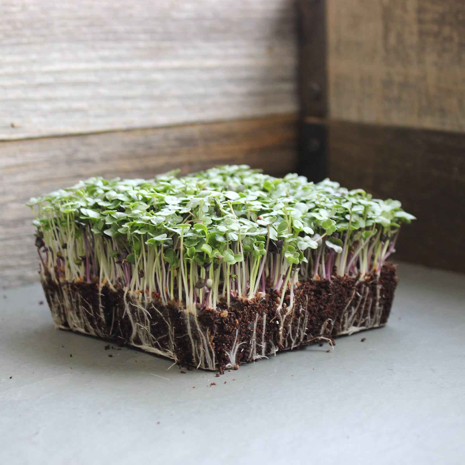 Organic Basic Salad Mix Microgreens Seeds
